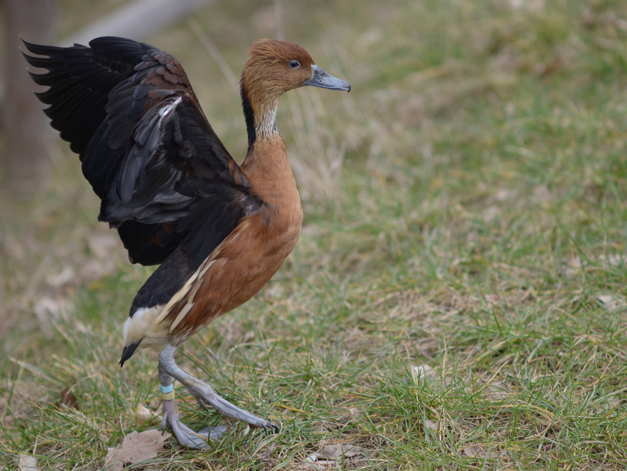 Manual Lens No CPU sample photo. Whistling duck photography