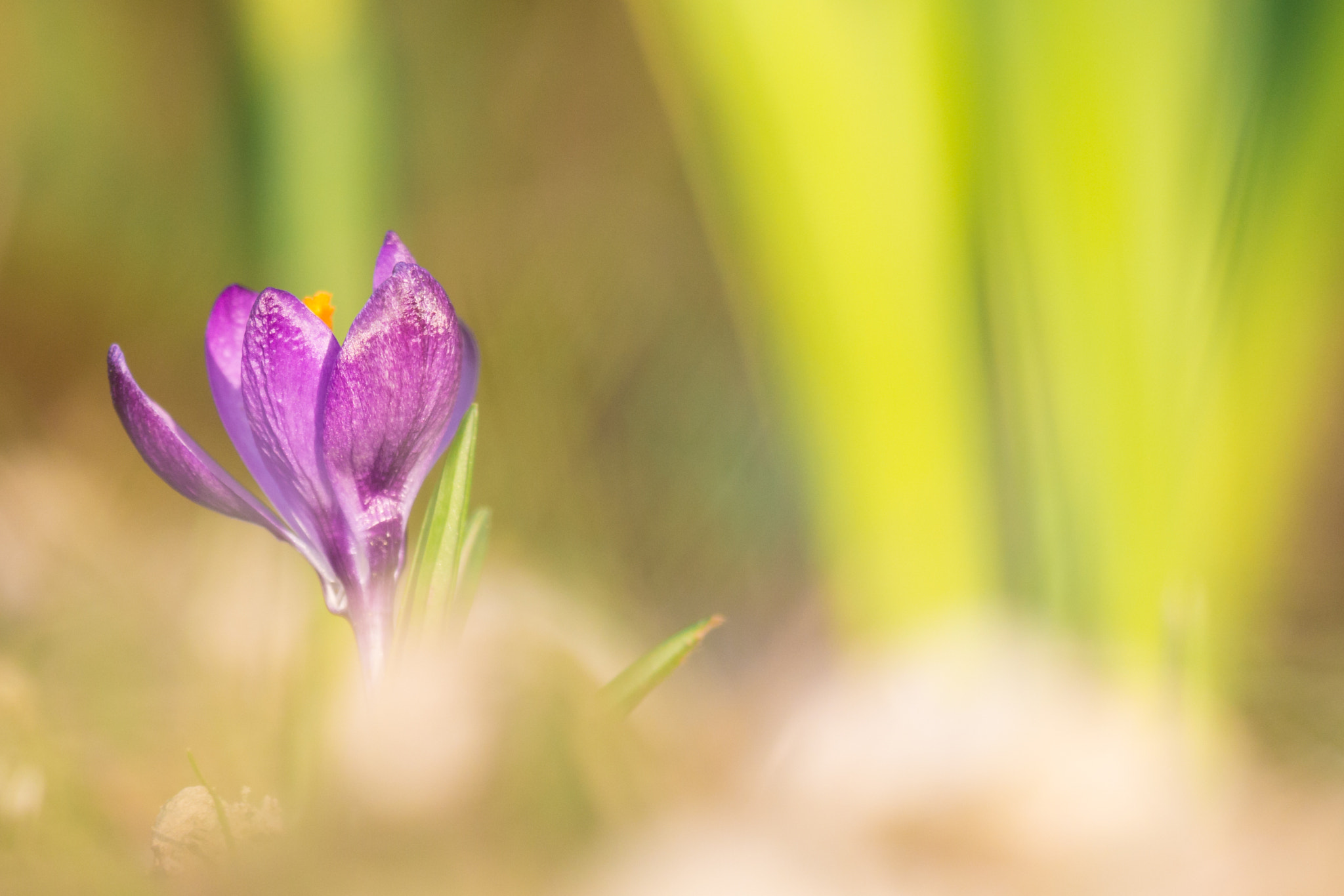 Panasonic Lumix DMC-GH3 sample photo. Krokus photography