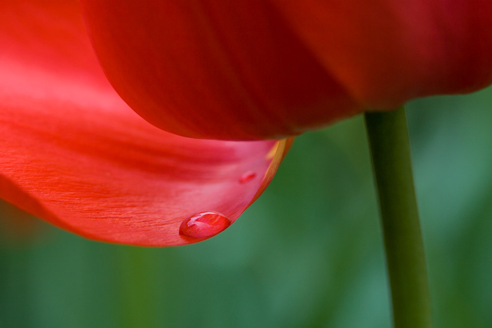 Canon EF-S 60mm F2.8 Macro USM sample photo. Tulip's teardrop photography