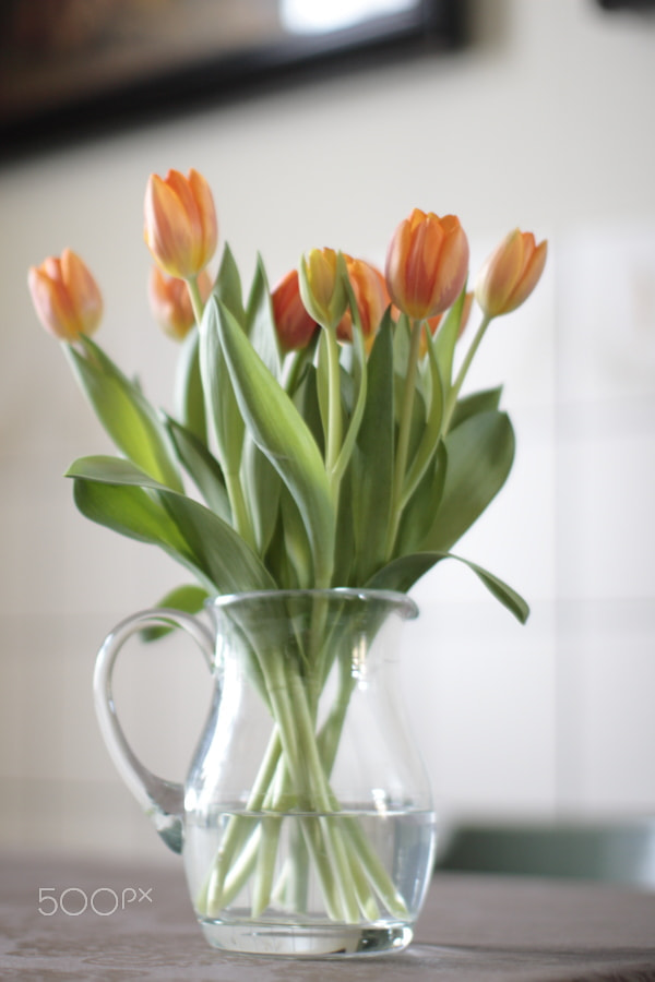 Canon EOS 30D + Canon EF 50mm F1.2L USM sample photo. Tulips photography