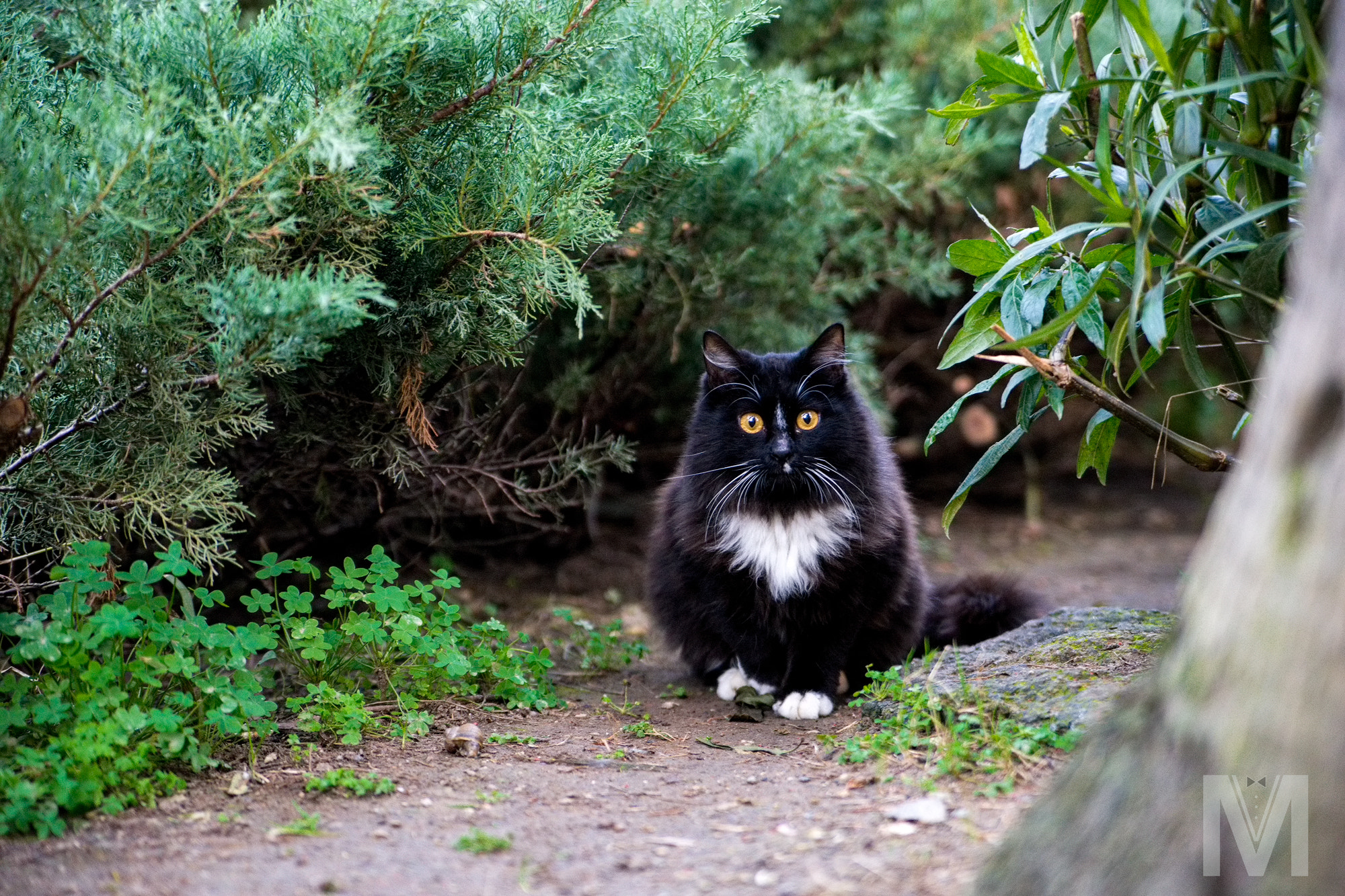 Tamron SP 24-70mm F2.8 Di VC USD sample photo. Caturday. time for fairy tales. photography