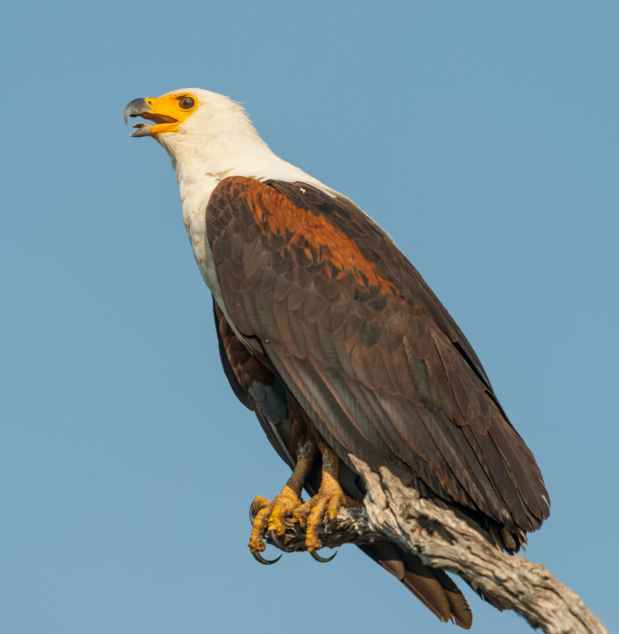 Nikon D3 + Nikon AF-S Nikkor 600mm F4G ED VR sample photo. African fish eagle photography