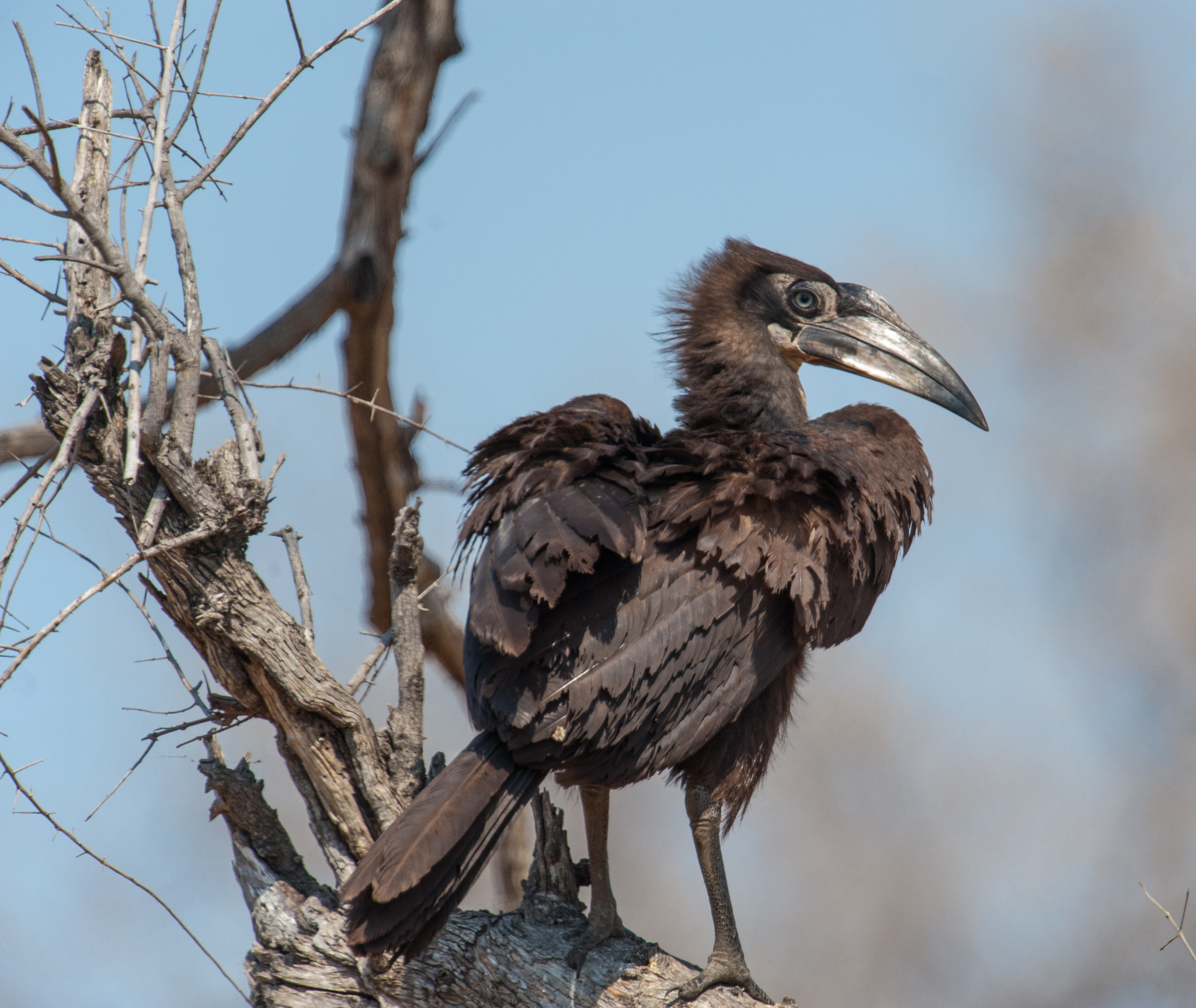 Nikon D3 + Nikon AF-S Nikkor 600mm F4G ED VR sample photo. Young ground hornbill photography