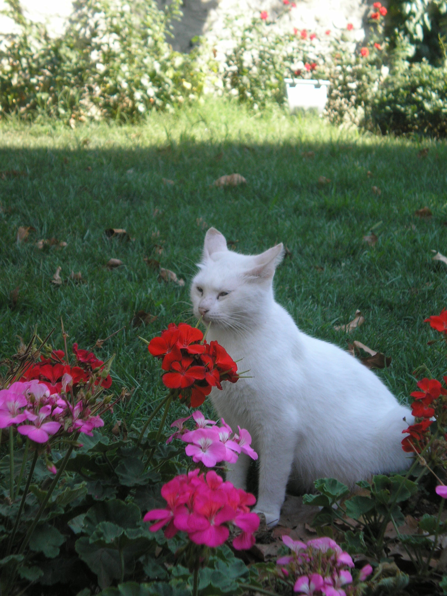 Olympus FE-140,X-725 sample photo. Cat photography