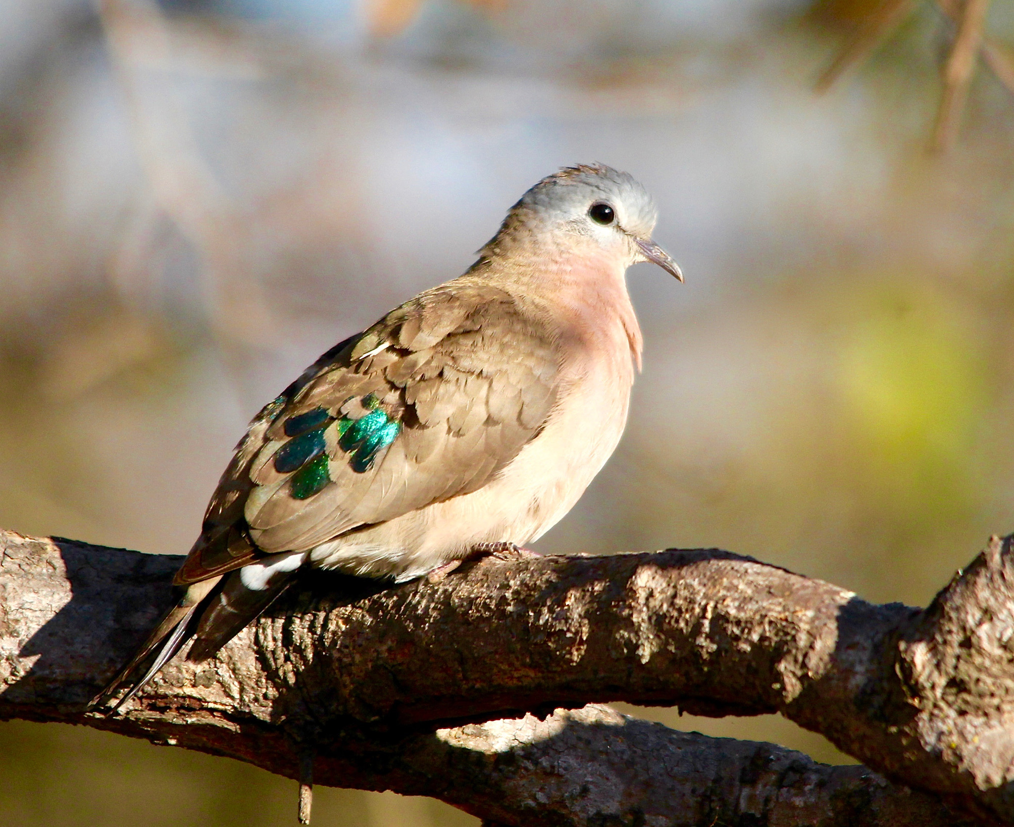 Canon EOS 650D (EOS Rebel T4i / EOS Kiss X6i) + Sigma 150-500mm F5-6.3 DG OS HSM sample photo. Emerald -spotted wood-dove photography
