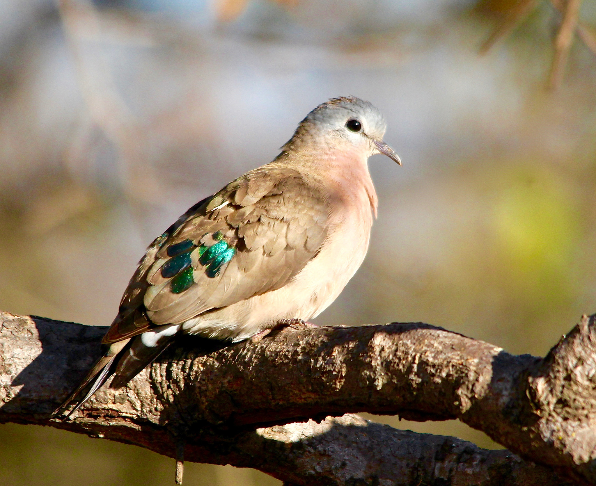 Sigma 150-500mm F5-6.3 DG OS HSM sample photo. Emerald -spotted wood-dove photography
