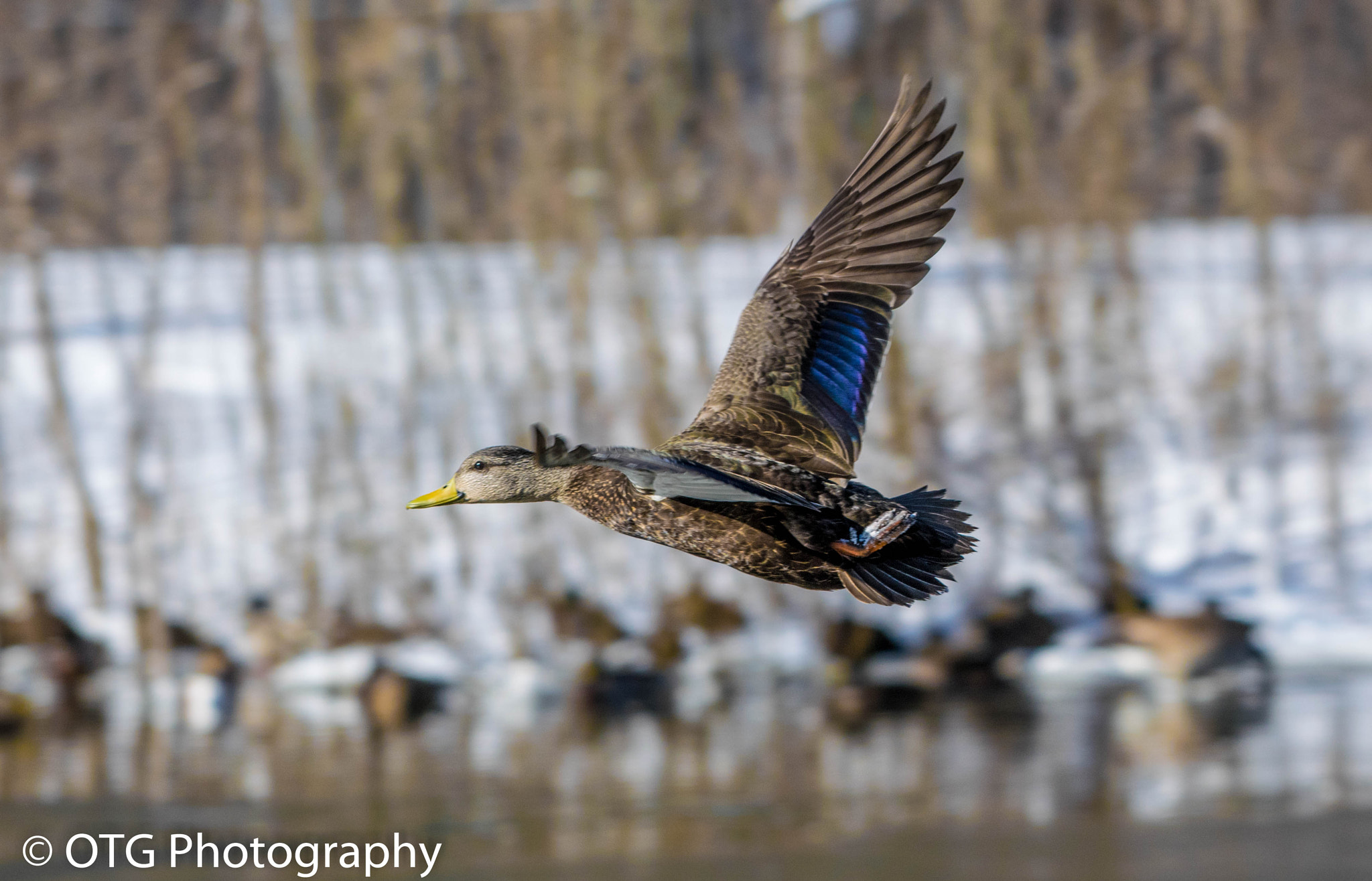 Nikon D3300 + Nikon AF-S Nikkor 200-500mm F5.6E ED VR sample photo. Black duck in flight photography