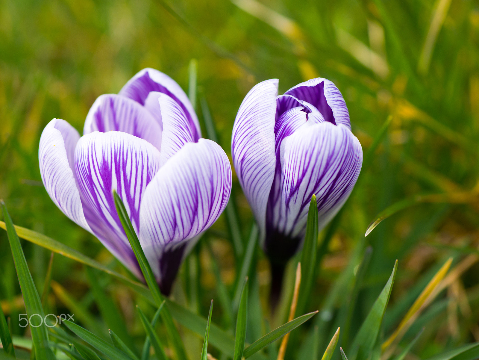 Panasonic Lumix G 42.5mm F1.7 ASPH Power OIS sample photo. Crocus photography