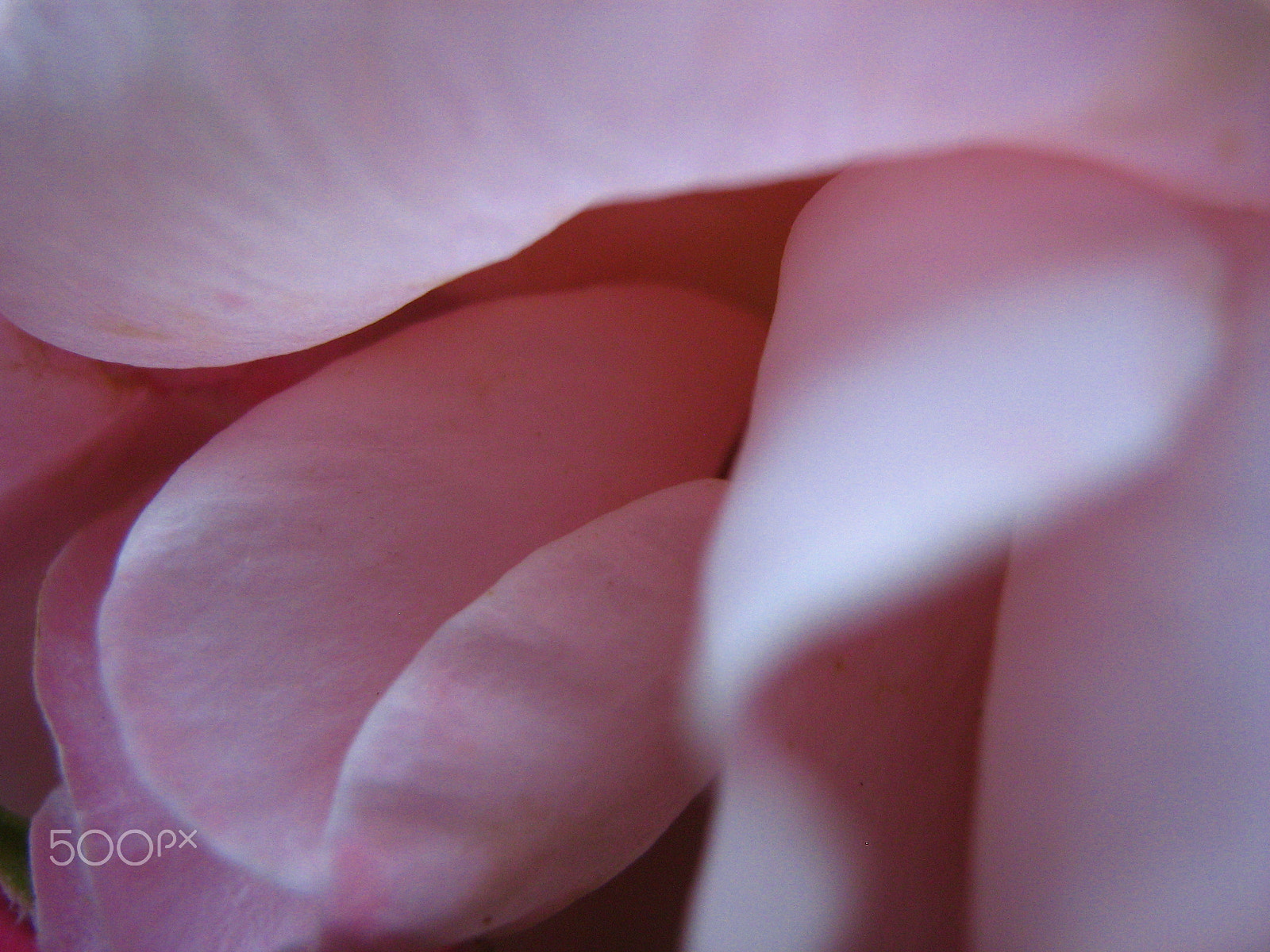 Canon POWERSHOT A430 sample photo. Blüte photography