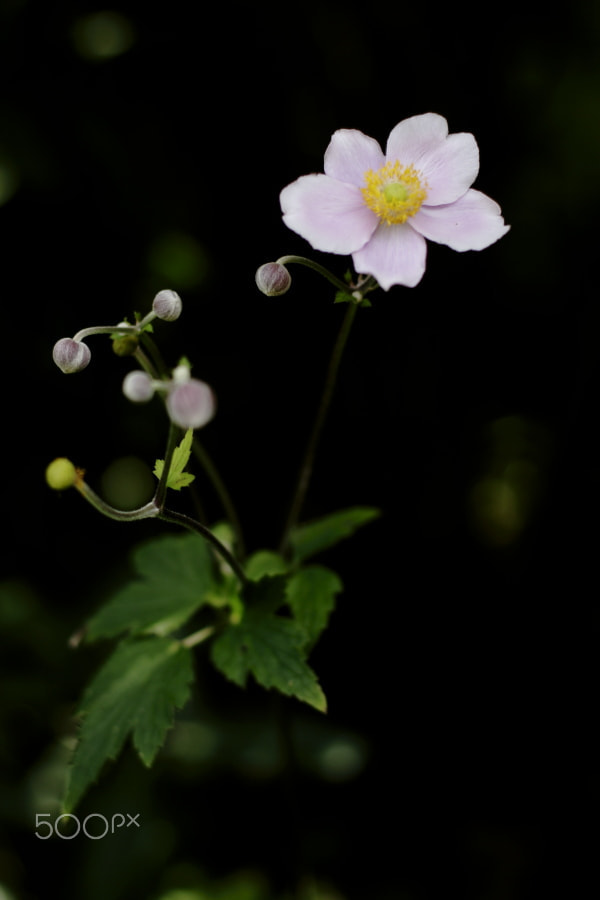 Canon EOS 30D + Canon EF 50mm F1.4 USM sample photo. Flowers photography