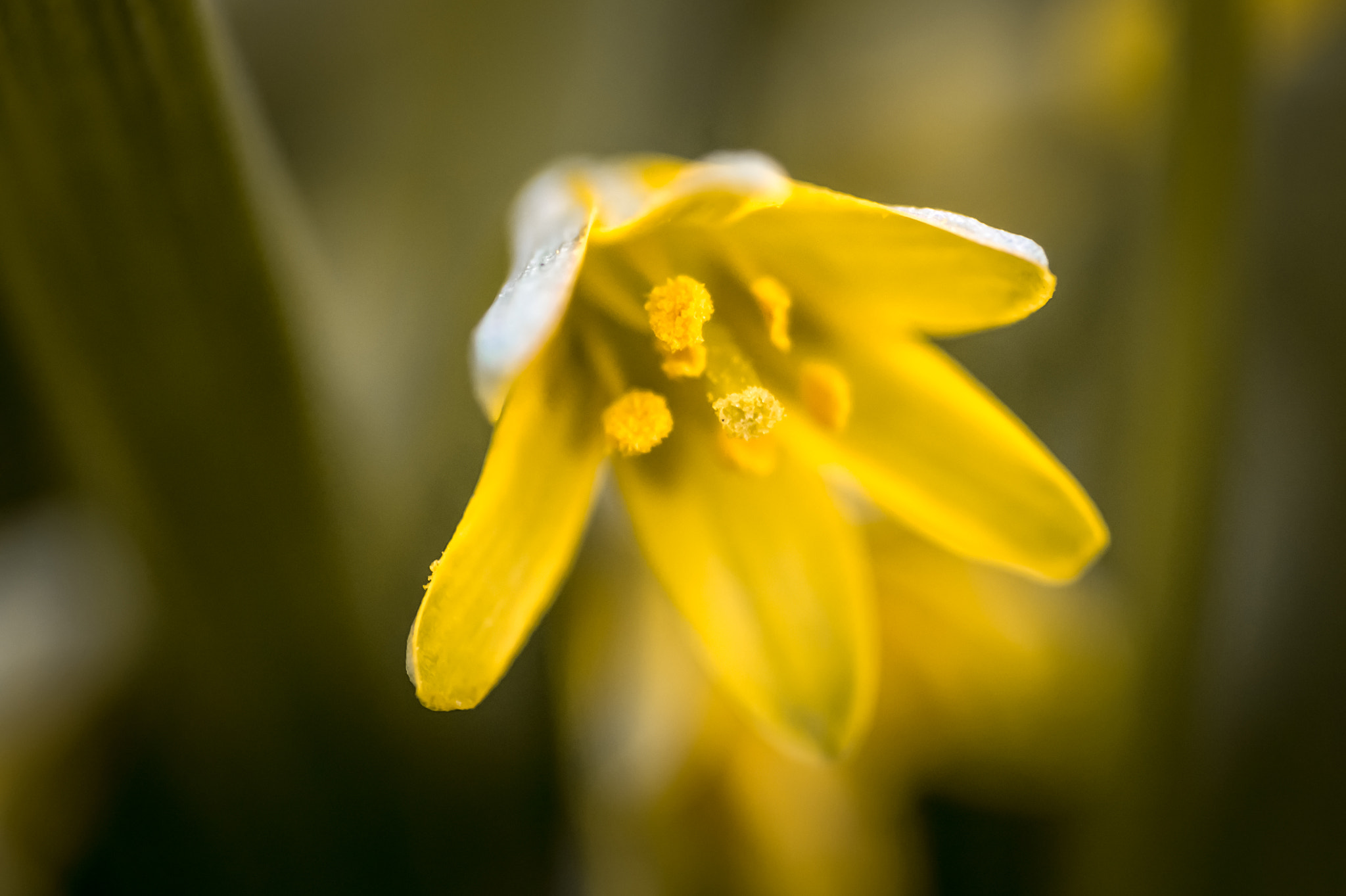 Sony SLT-A58 + Minolta AF 100mm F2.8 Macro [New] sample photo. Spring photography