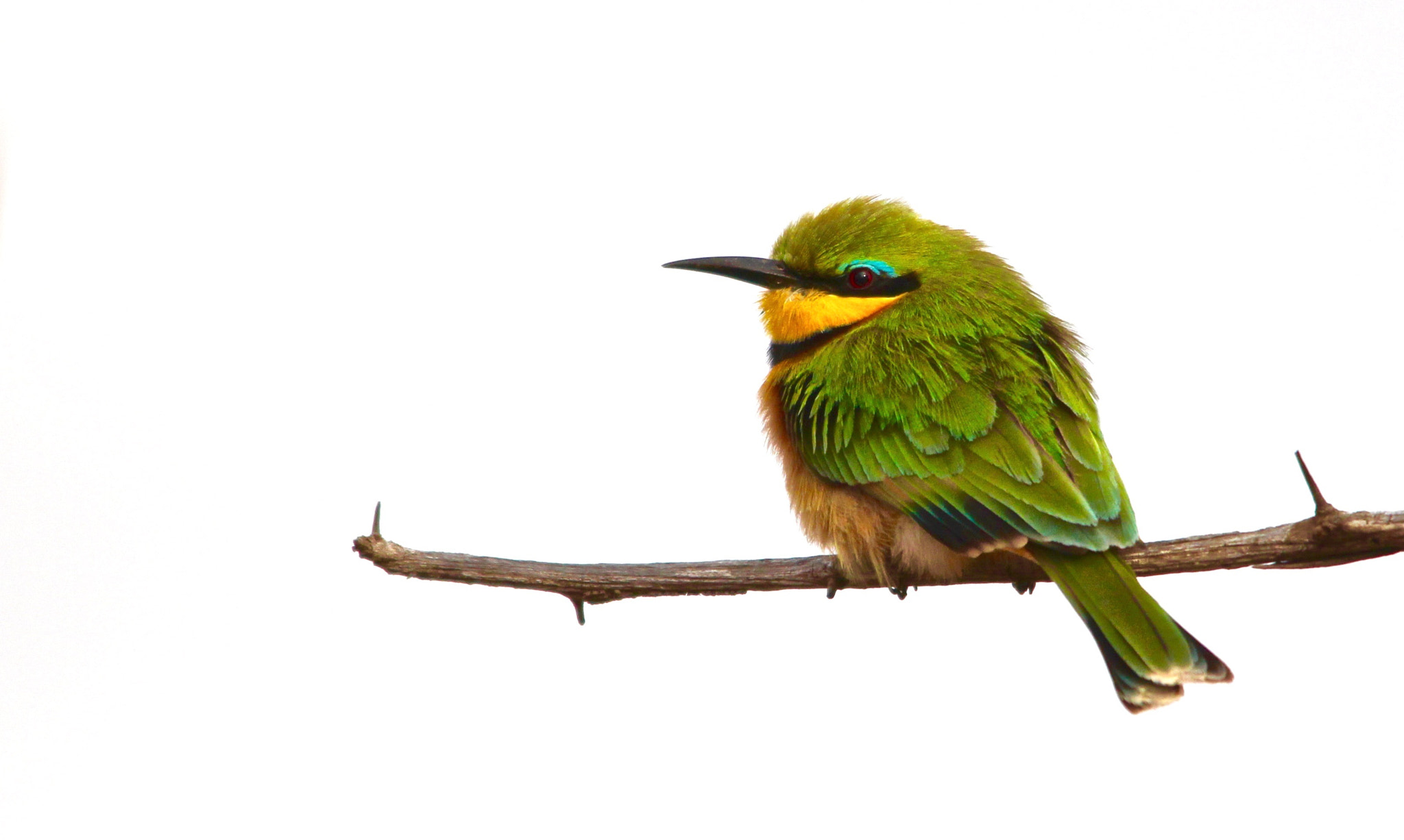 Sigma 150-500mm F5-6.3 DG OS HSM sample photo. Little bee-eater photography