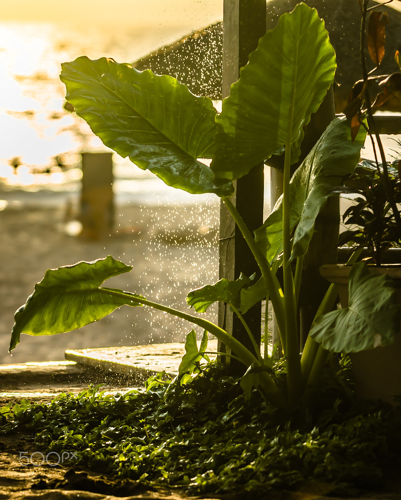 AF-S Zoom-Nikkor 80-200mm f/2.8D IF-ED sample photo. Nature shower photography