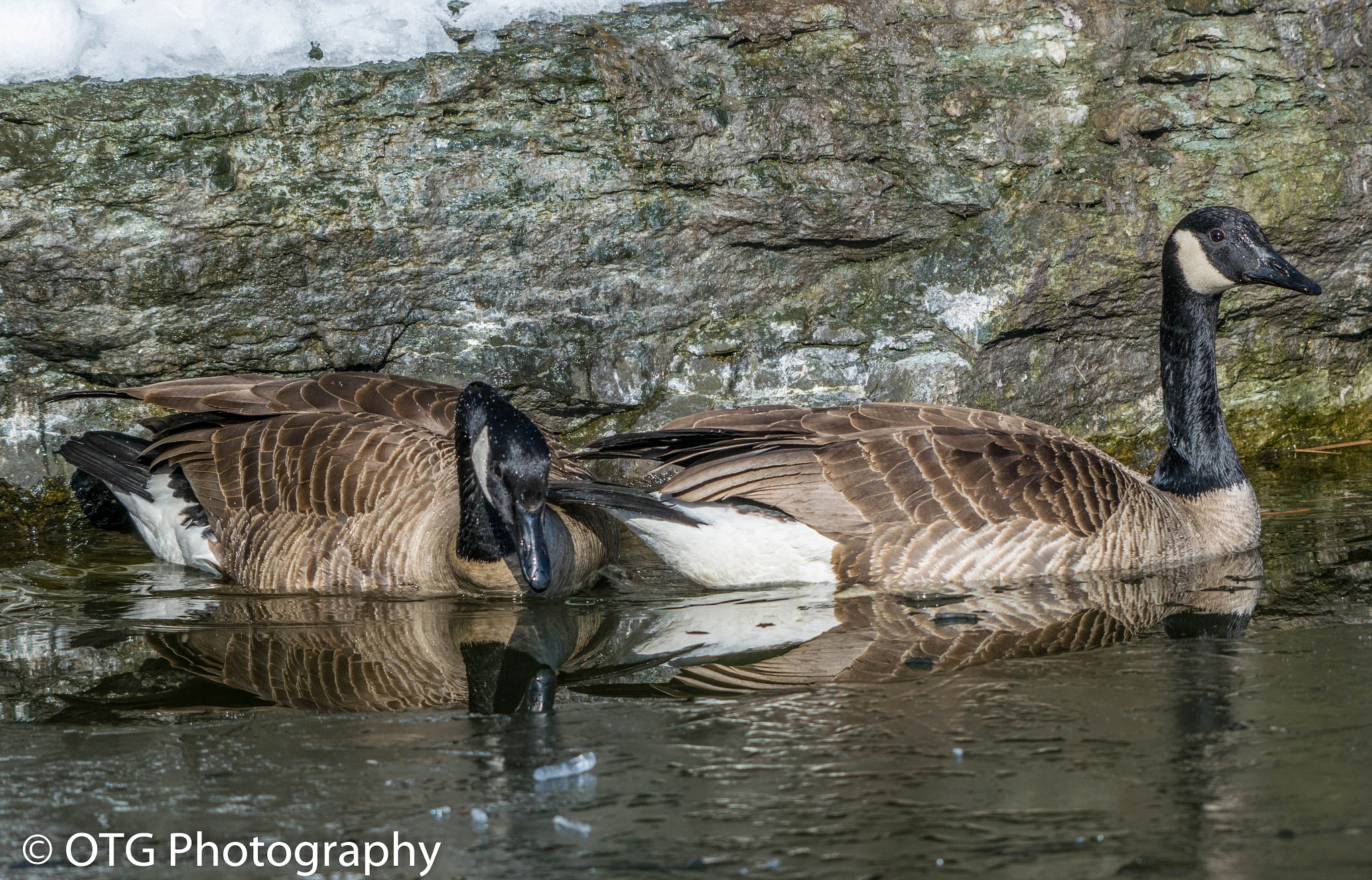 Nikon AF-S Nikkor 200-500mm F5.6E ED VR sample photo. Ready to nest photography