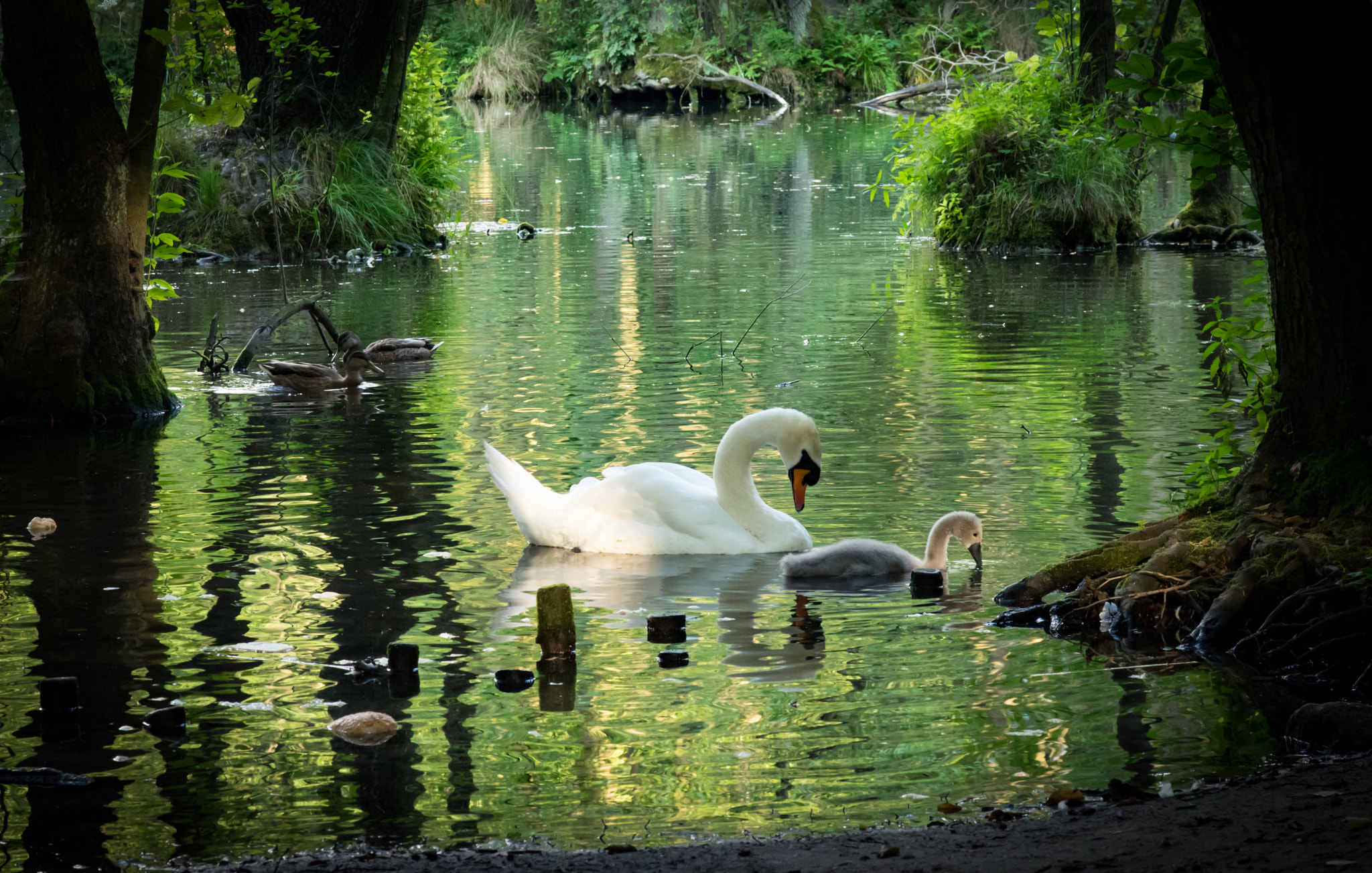 Pentax K-3 + Pentax smc FA 77mm 1.8 Limited sample photo. Ugly duckling photography