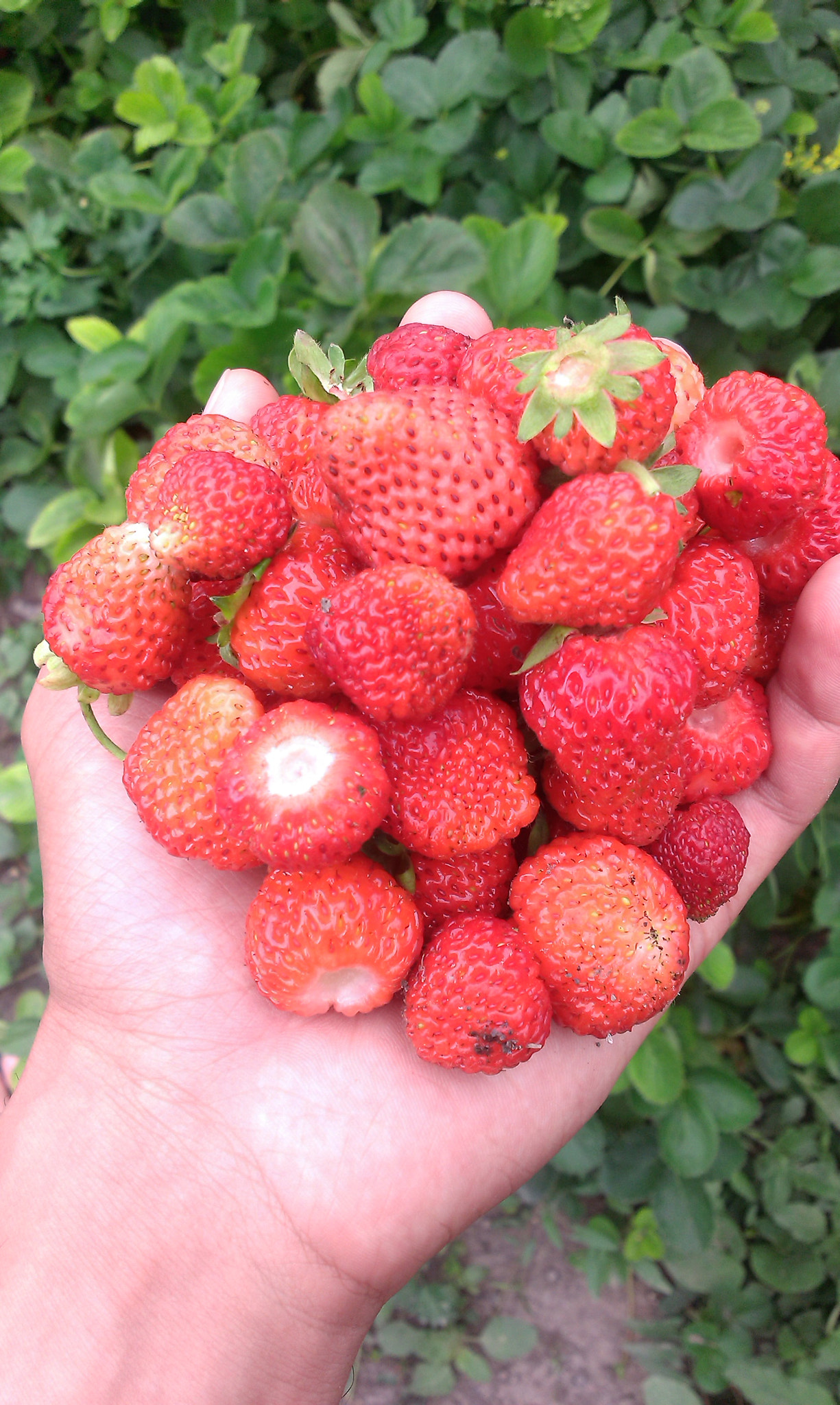 HTC DESIRE 500 sample photo. Strawberries  photography