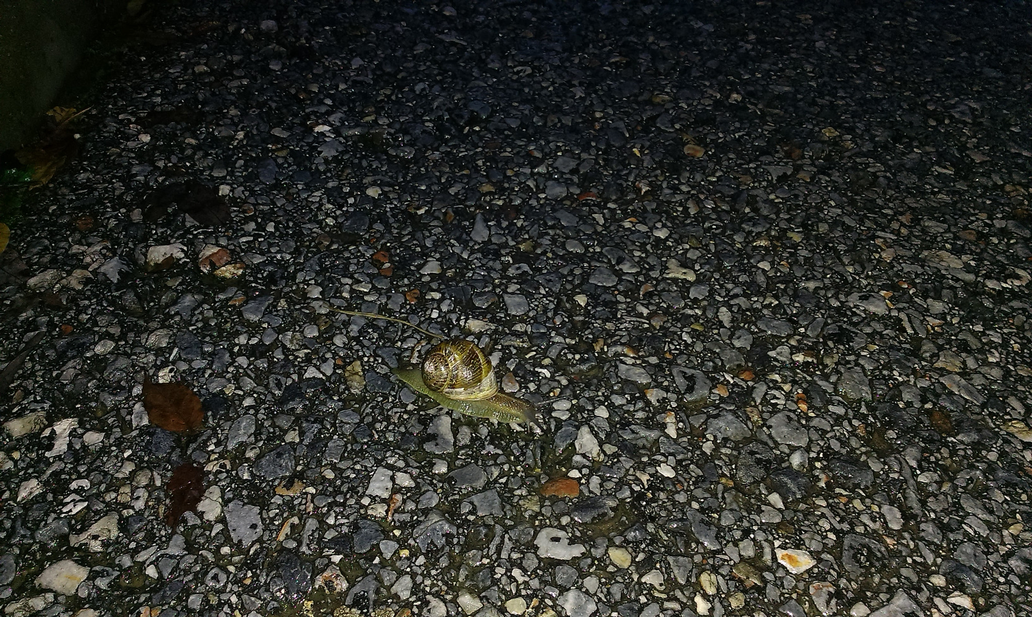 HTC DESIRE 500 sample photo. Snail on the road  photography