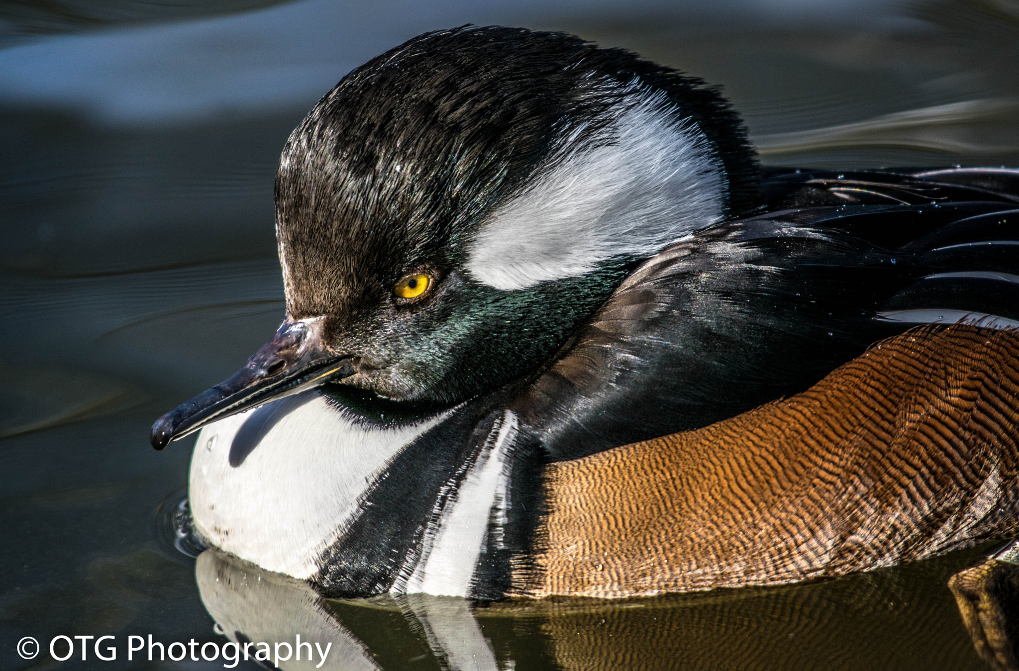 Nikon AF-S Nikkor 200-500mm F5.6E ED VR sample photo. King of the mergs photography