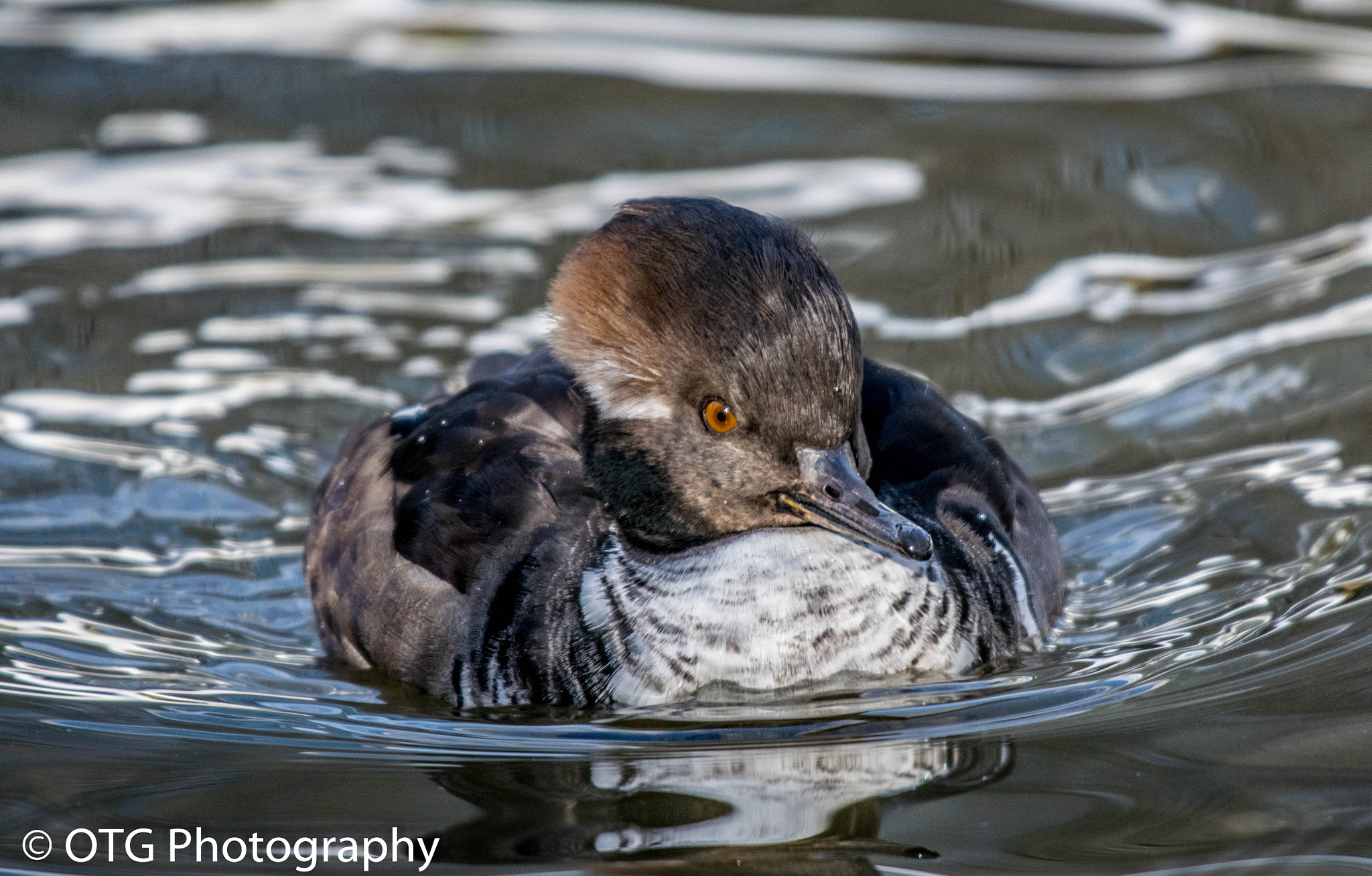 Nikon AF-S Nikkor 200-500mm F5.6E ED VR sample photo. Hoodie hen photography