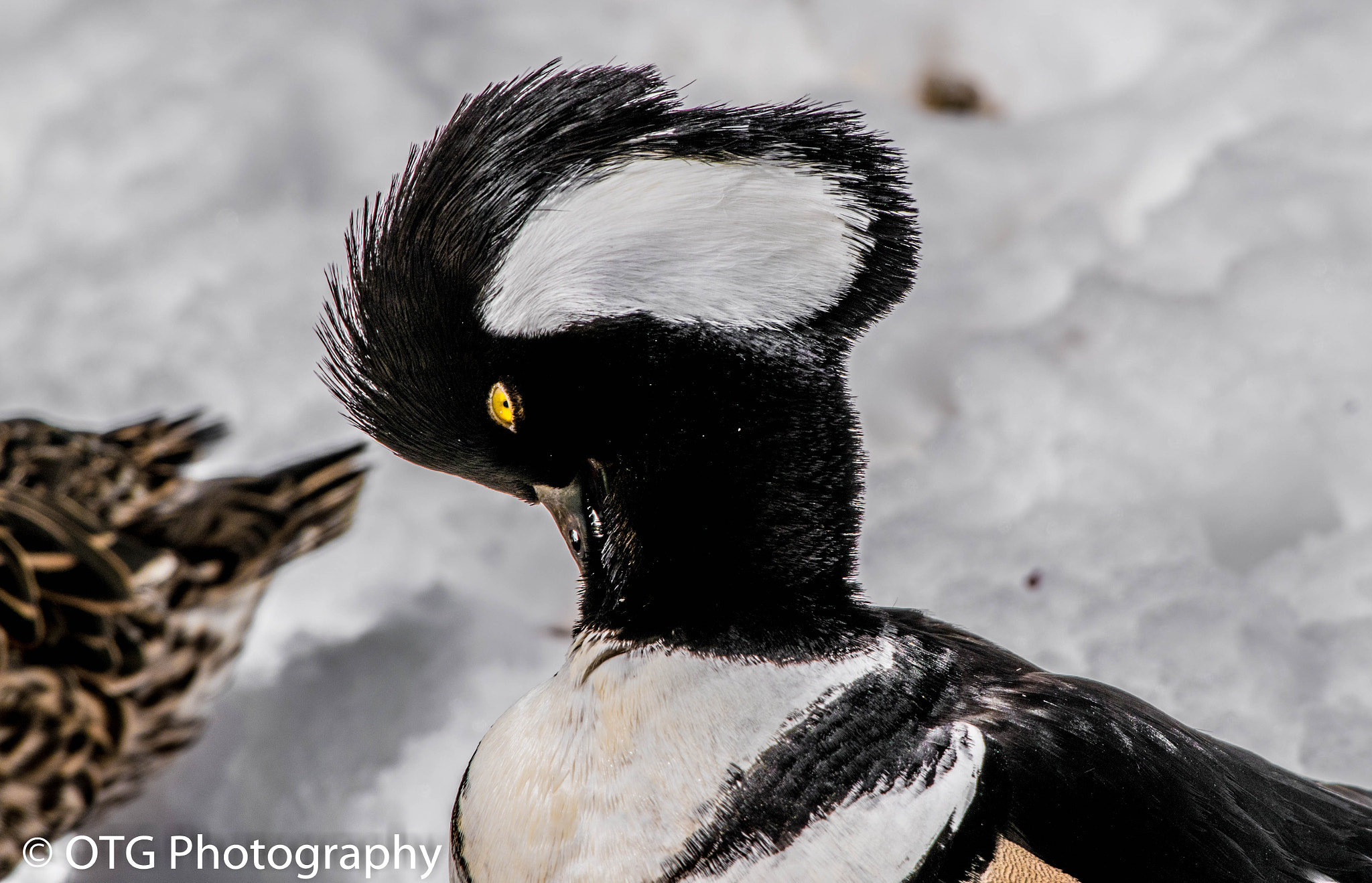 Nikon AF-S Nikkor 200-500mm F5.6E ED VR sample photo. Showing off the hood photography