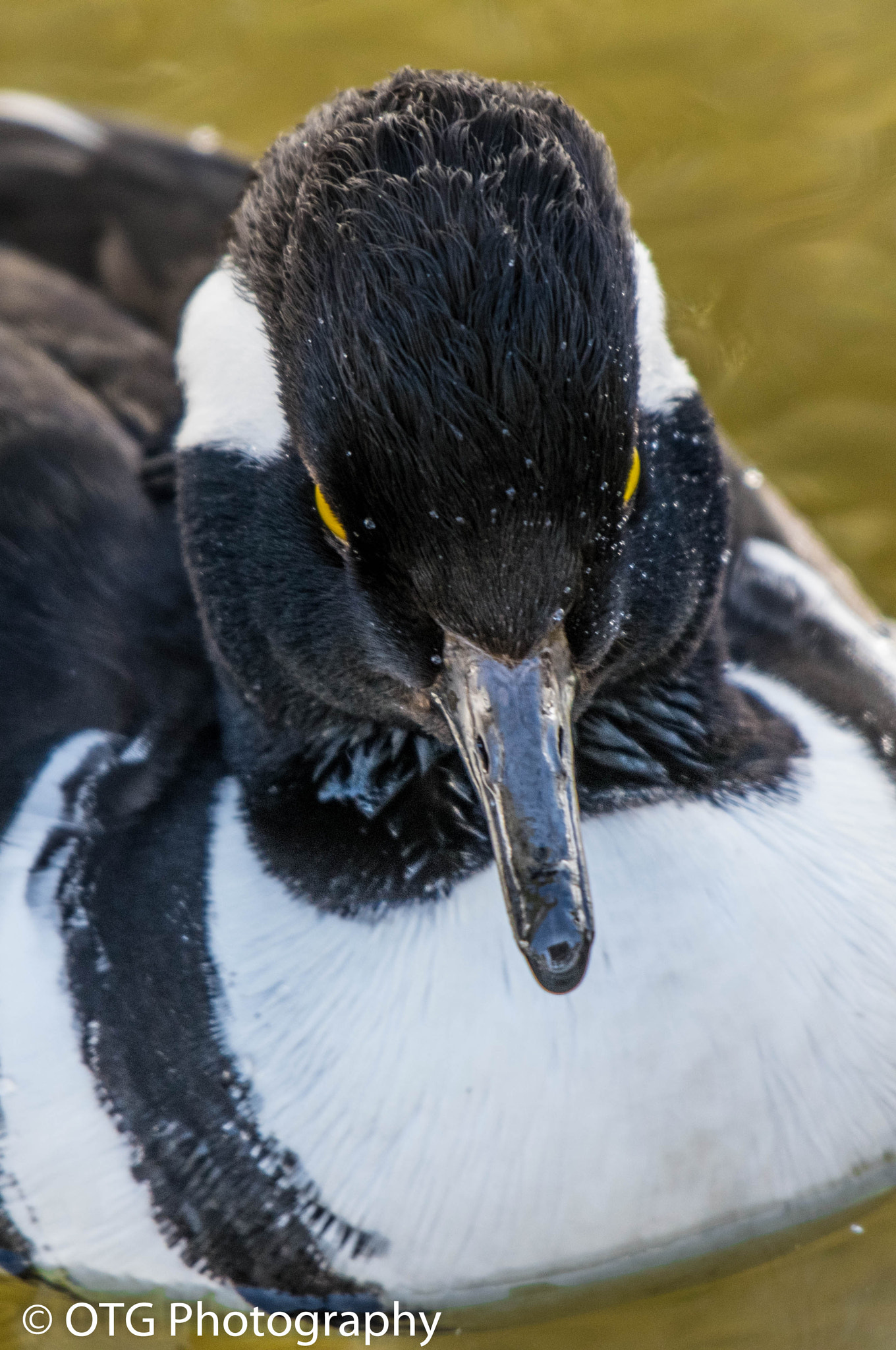 Nikon AF-S Nikkor 200-500mm F5.6E ED VR sample photo. Head on photography
