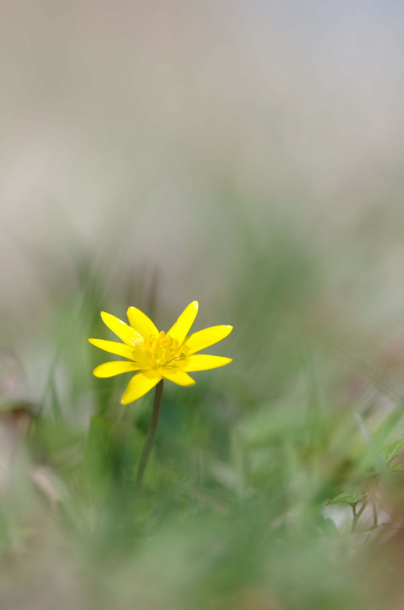 Pentax smc DA* 300mm F4.0 ED (IF) SDM sample photo. Soft land photography