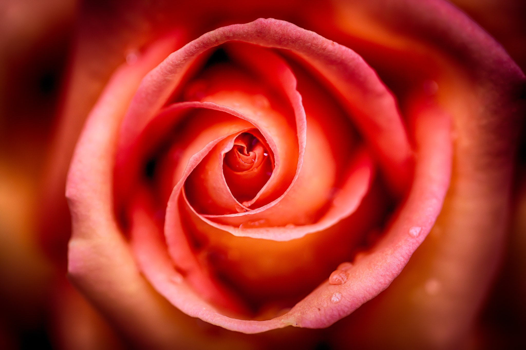 Canon EF 180mm F3.5L Macro USM sample photo. Rose photography