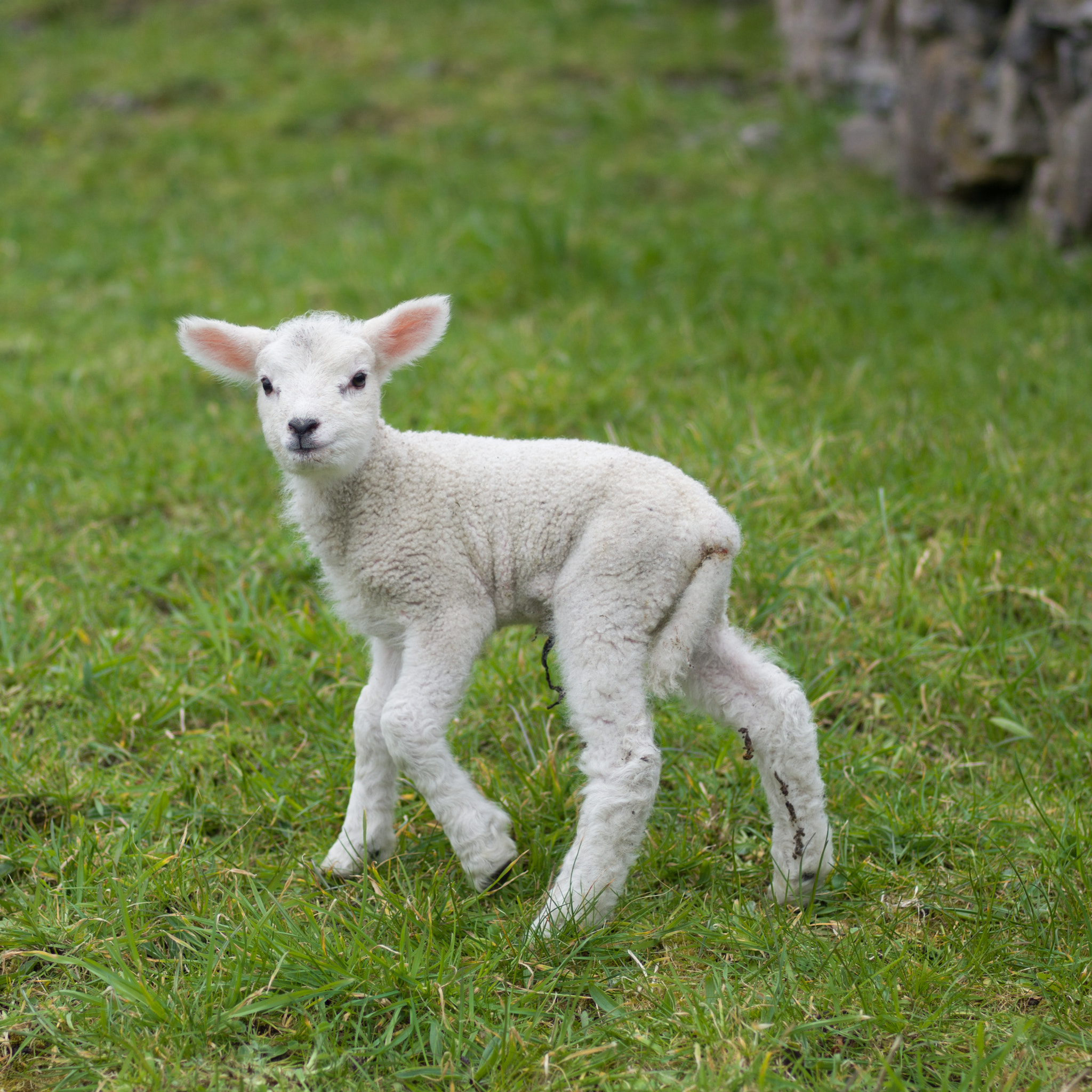 Hasselblad H5D + HC 80 sample photo. Easter lamb photography