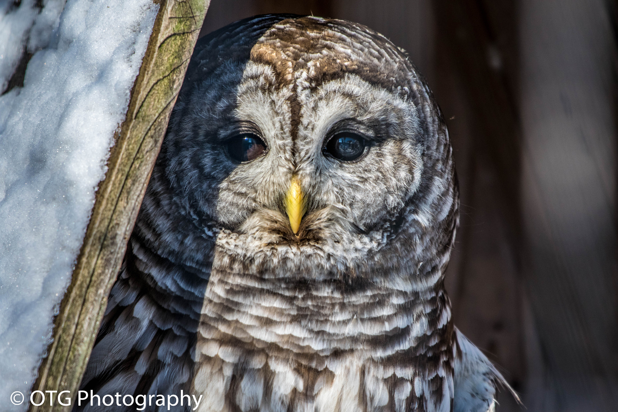 Nikon AF-S Nikkor 200-500mm F5.6E ED VR sample photo. Barred owl photography