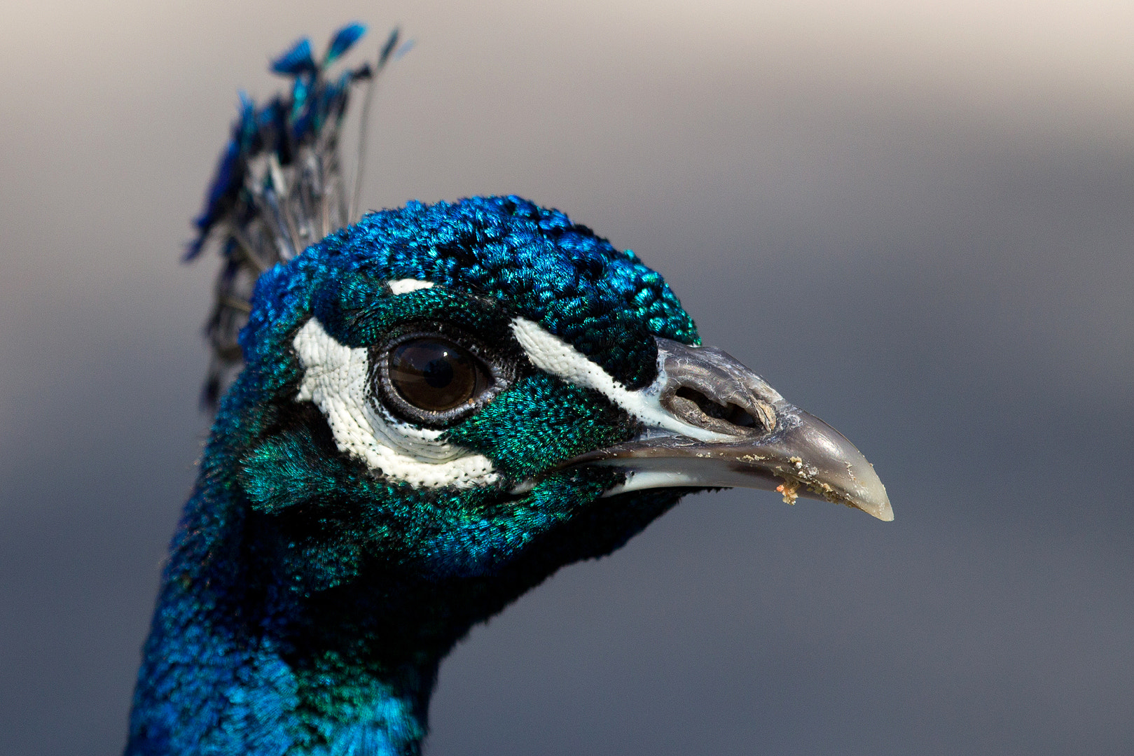 Canon EF 100-400mm F4.5-5.6L IS USM sample photo. Indian peafowl photography