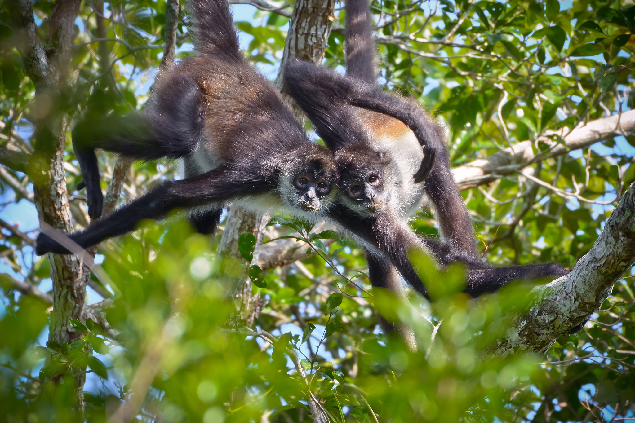 Nikon D7100 + Sigma 10mm F2.8 EX DC HSM Diagonal Fisheye sample photo. Spider monkeys photography