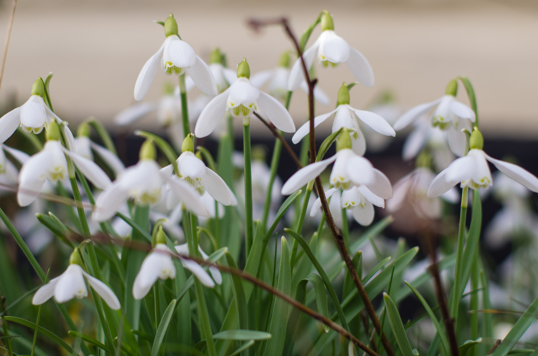 Pentax K-5 + Pentax smc FA 50mm F1.4 sample photo. Snowdrop photography
