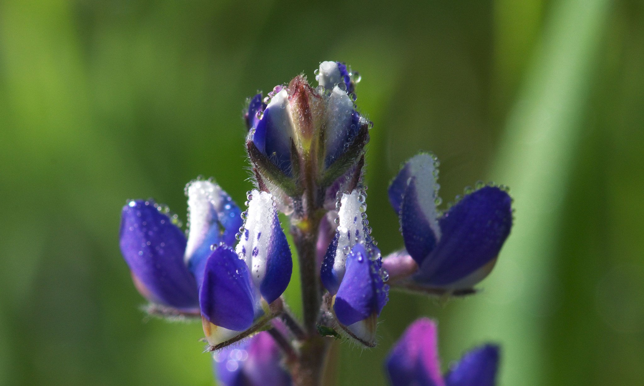 Pentax K-30 + Pentax smc D-FA 100mm F2.8 Macro WR sample photo. Morning dew photography