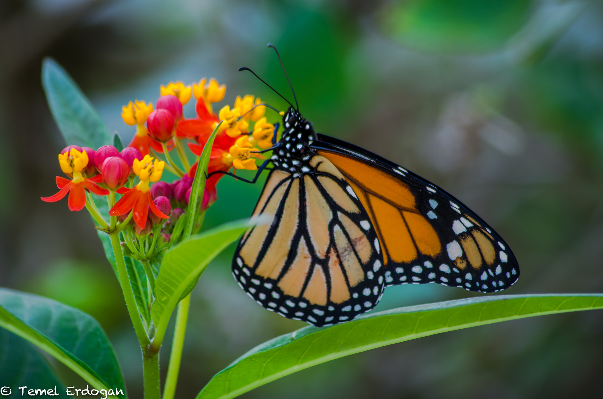 HD Pentax DA 55-300mm F4.0-5.8 ED WR sample photo. Monarch butterfly! photography