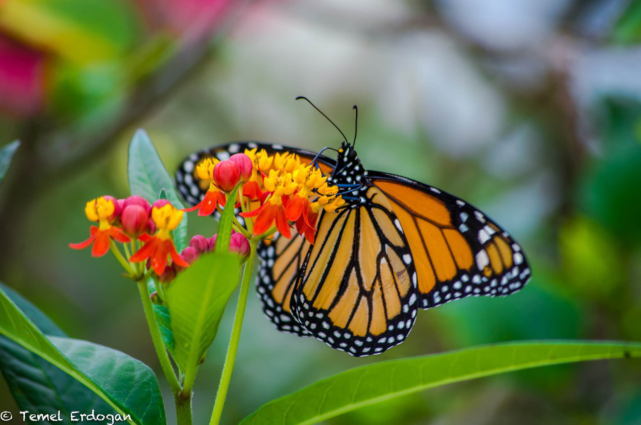 HD Pentax DA 55-300mm F4.0-5.8 ED WR sample photo. A beautiful butterfly! photography