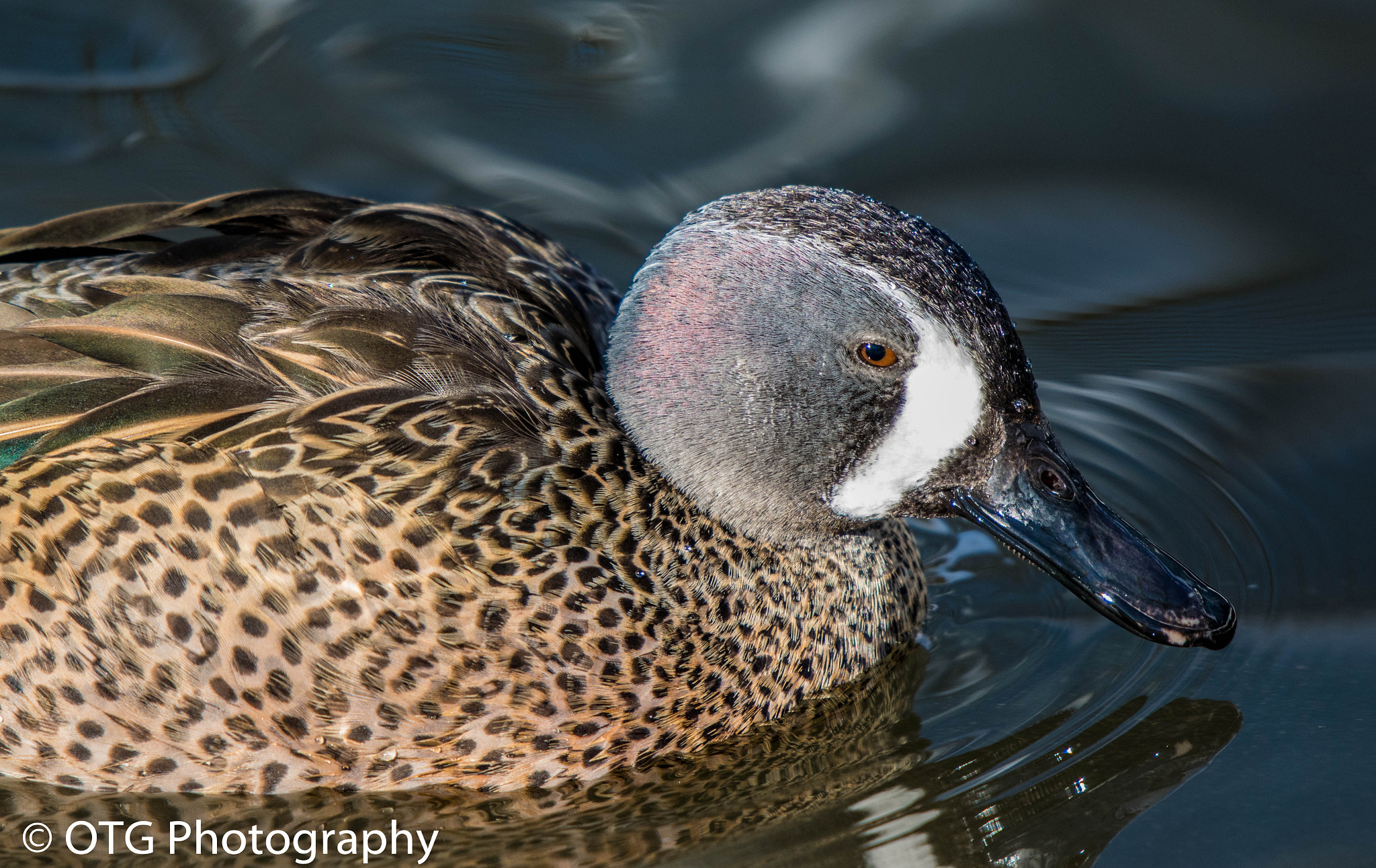 Nikon AF-S Nikkor 200-500mm F5.6E ED VR sample photo. Drake blue-winged teal in plume photography