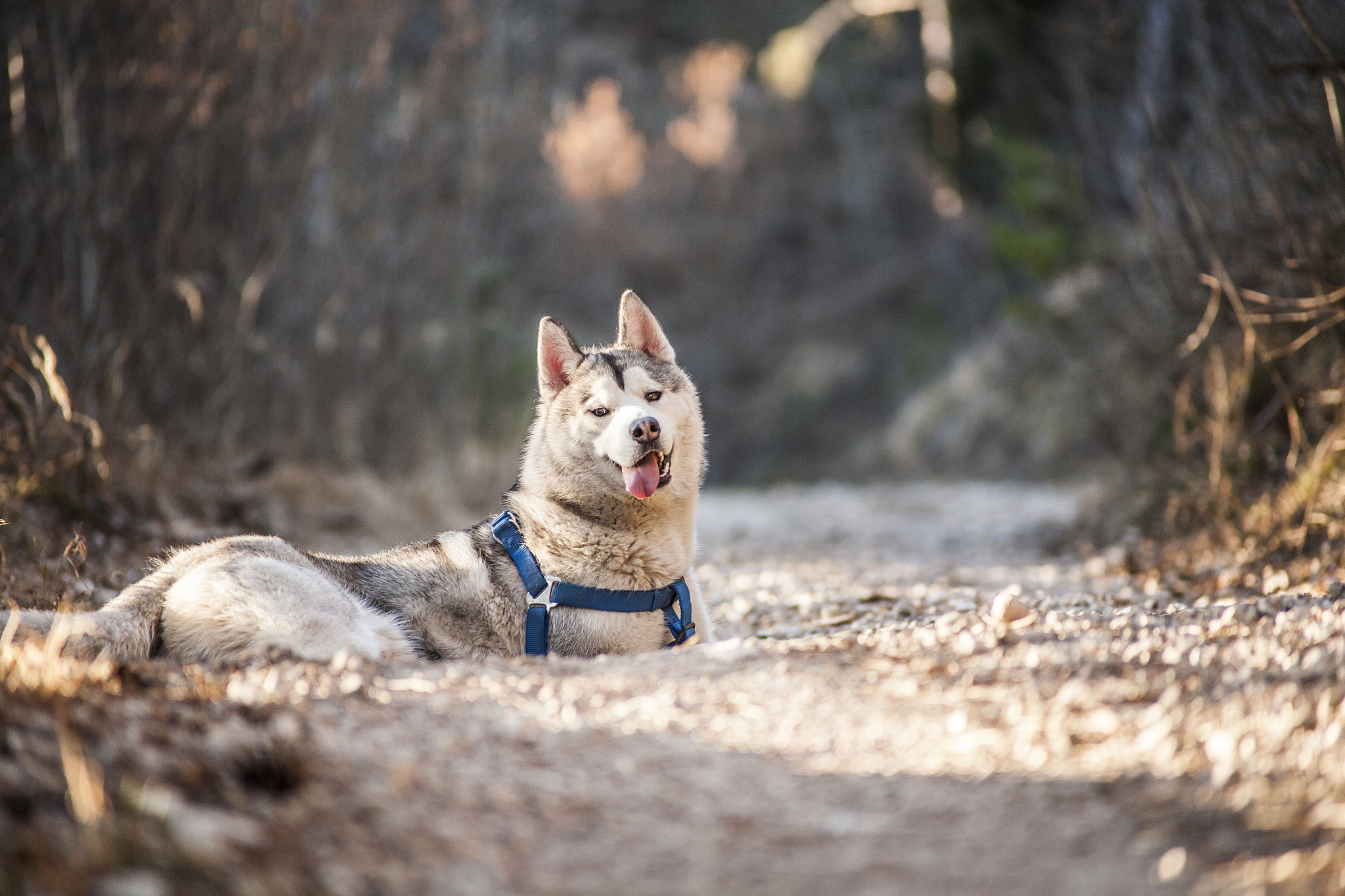 Canon EOS 5D + Canon EF 70-210mm f/3.5-4.5 USM sample photo. Raoul photography