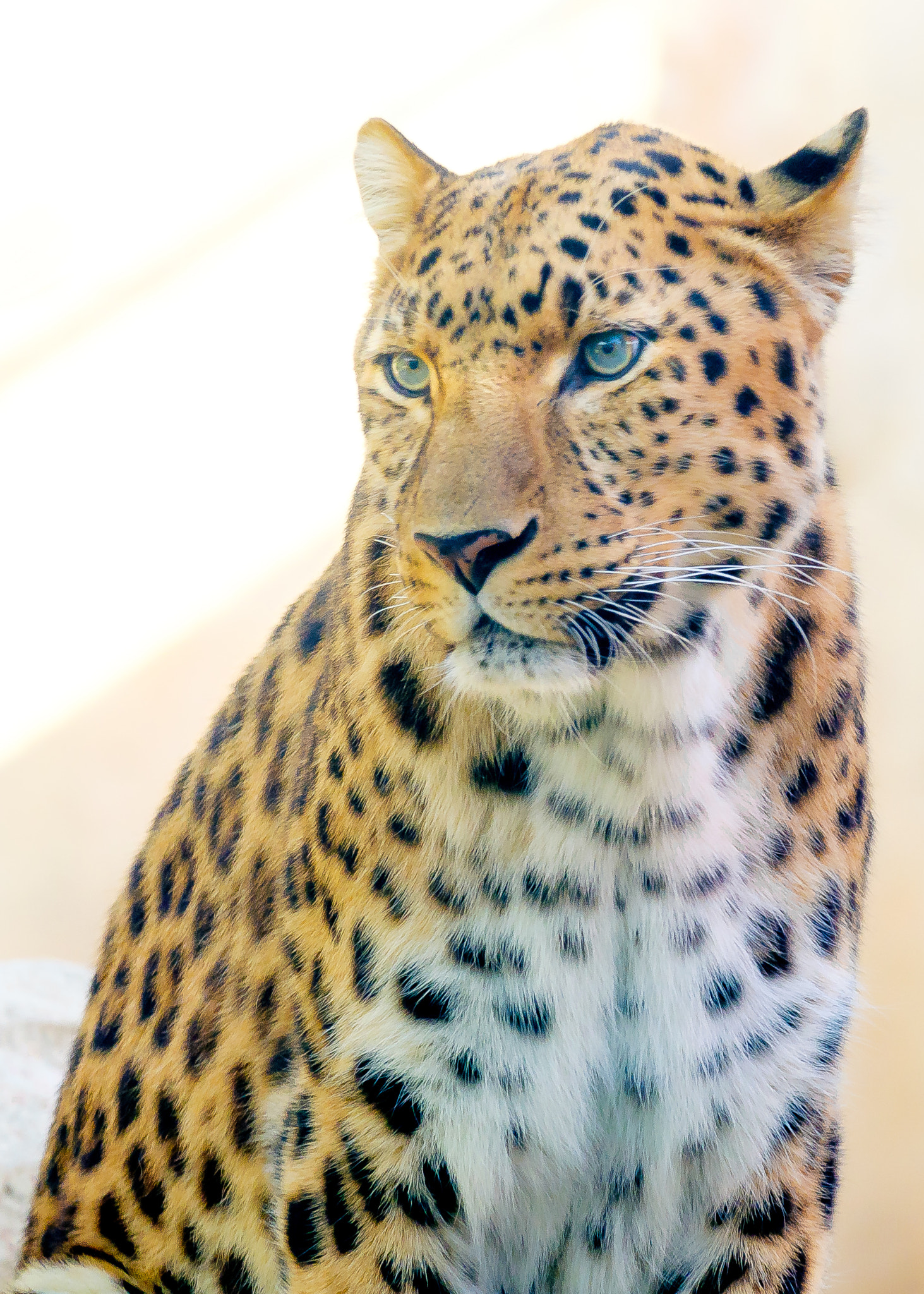 Fujifilm X-A1 + Fujifilm XC 50-230mm F4.5-6.7 OIS sample photo. Blue eyed leaopard photography