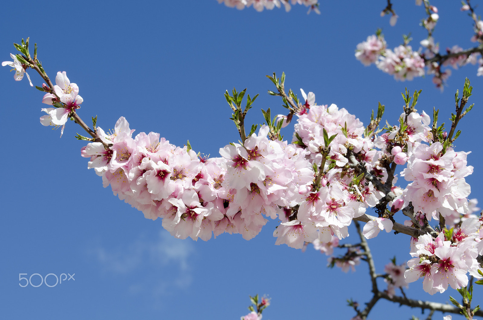 AF Zoom-Nikkor 28-80mm f/3.3-5.6G sample photo. Almond tree photography