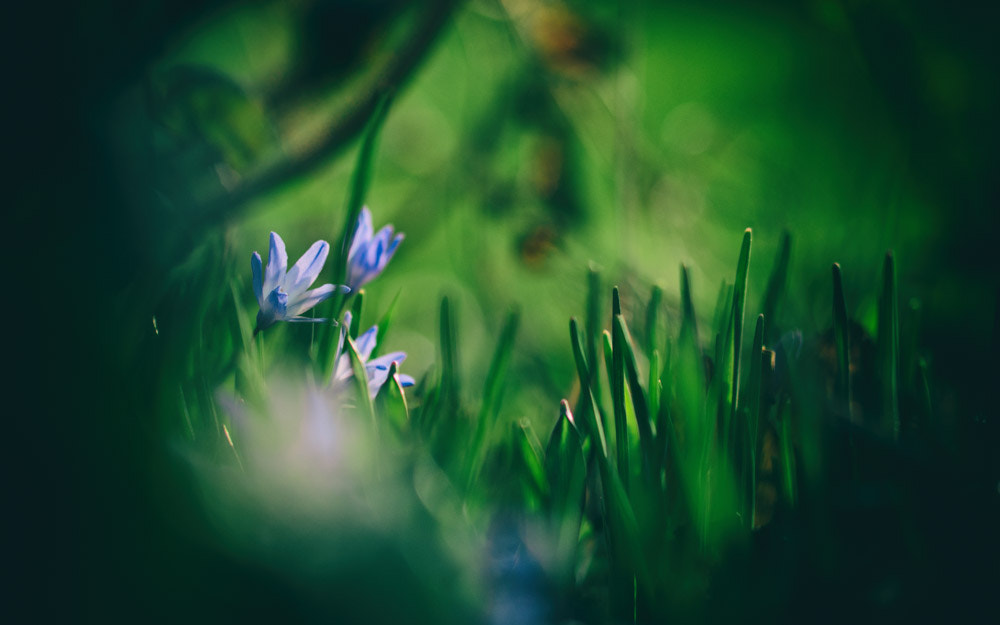 Panasonic Lumix DMC-GH4 + Olympus M.Zuiko Digital ED 75mm F1.8 sample photo. Flower photography