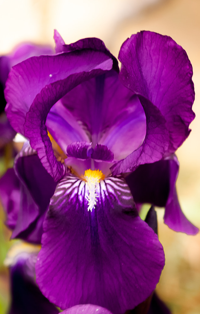 Nikon D80 + AF Zoom-Nikkor 35-135mm f/3.5-4.5 N sample photo. An iris unfurls it's petals photography