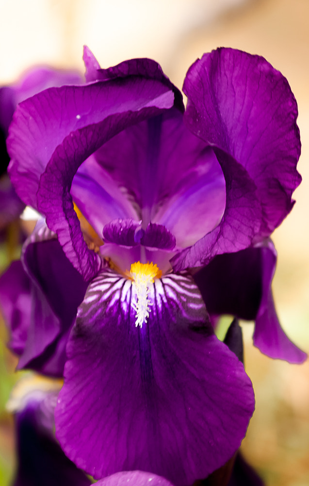 AF Zoom-Nikkor 35-135mm f/3.5-4.5 N sample photo. An iris unfurls it's petals photography