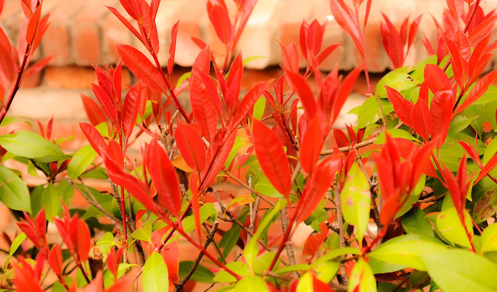 Nikon D80 + AF Zoom-Nikkor 35-135mm f/3.5-4.5 N sample photo. Really red and really green leaves photography