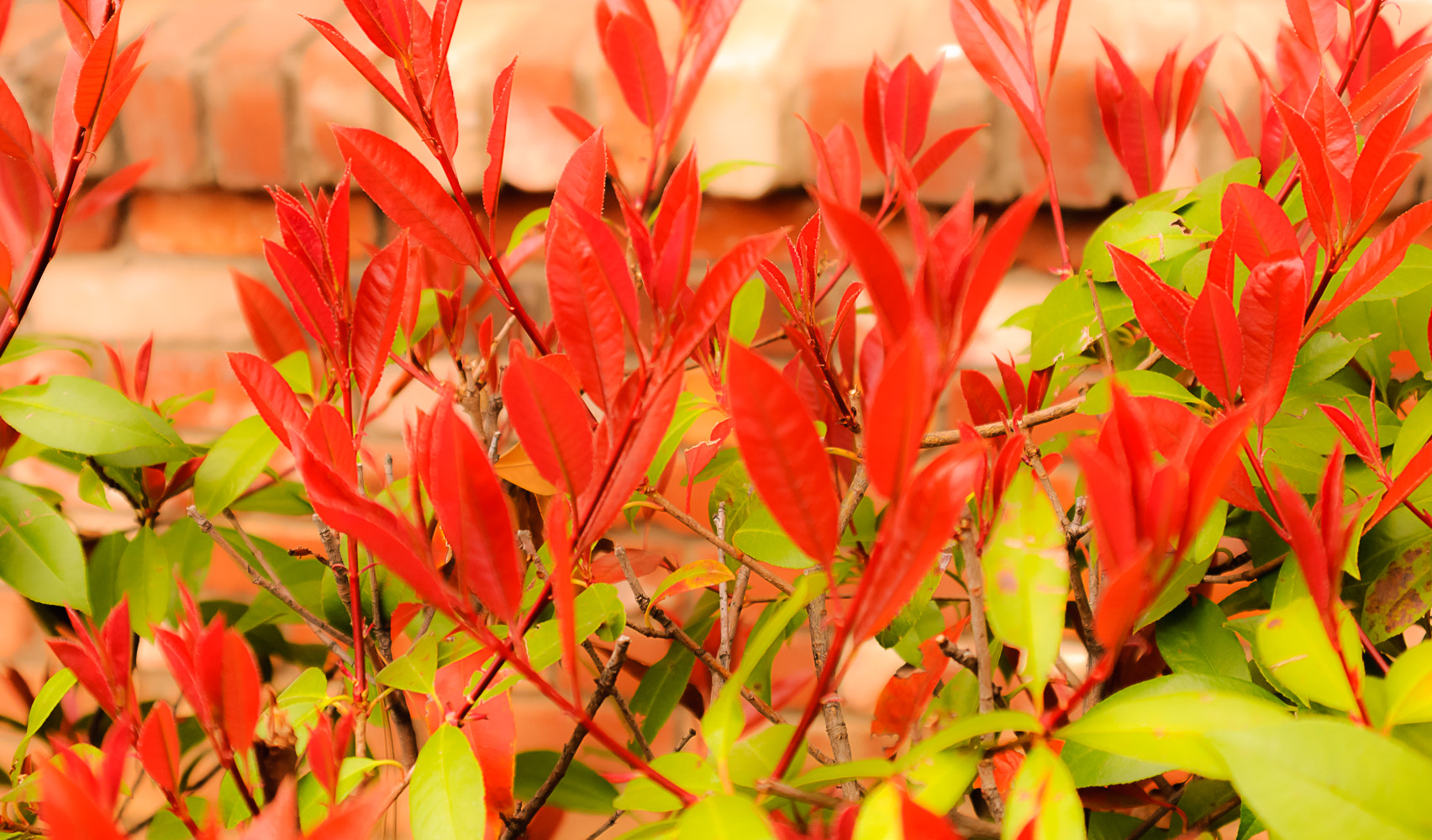 AF Zoom-Nikkor 35-135mm f/3.5-4.5 N sample photo. Really red and really green leaves photography