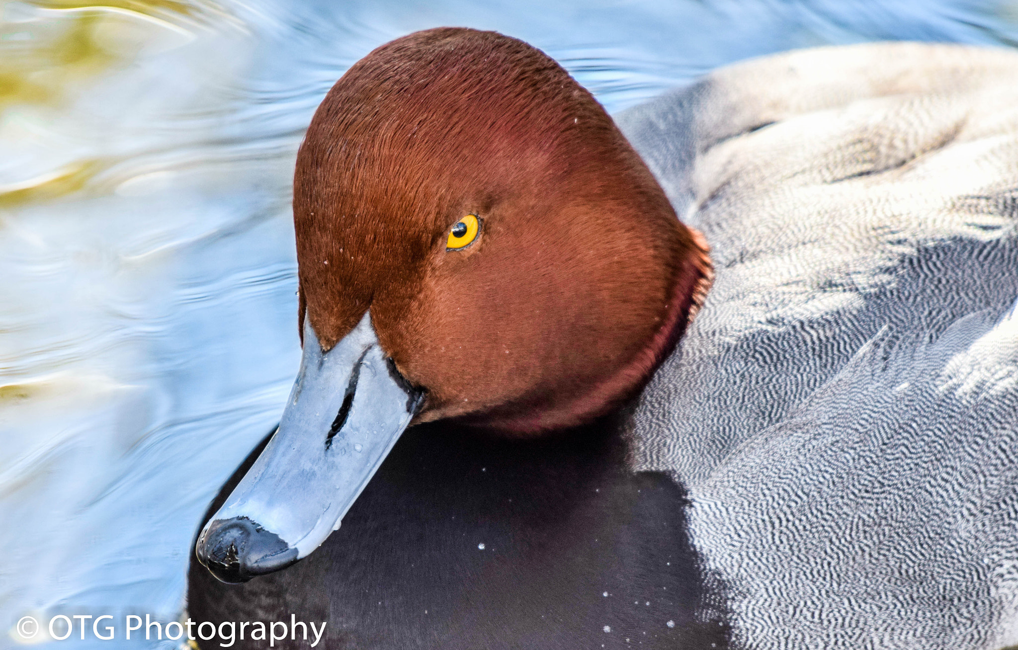 Nikon AF-S Nikkor 200-500mm F5.6E ED VR sample photo. Redhead drake photography
