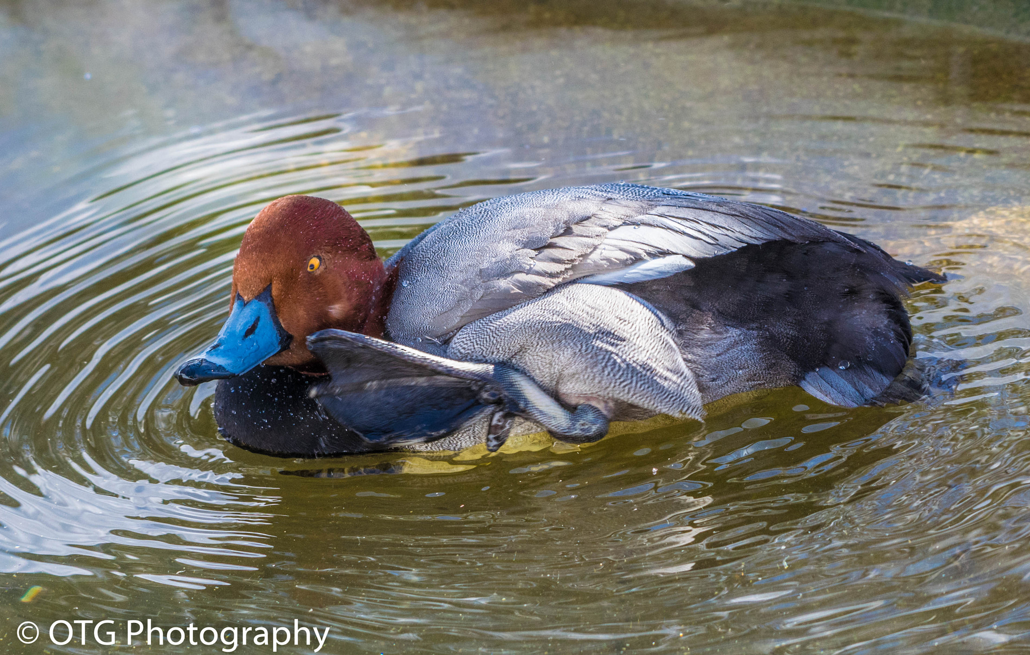 Nikon AF-S Nikkor 200-500mm F5.6E ED VR sample photo. Scratch that itch photography