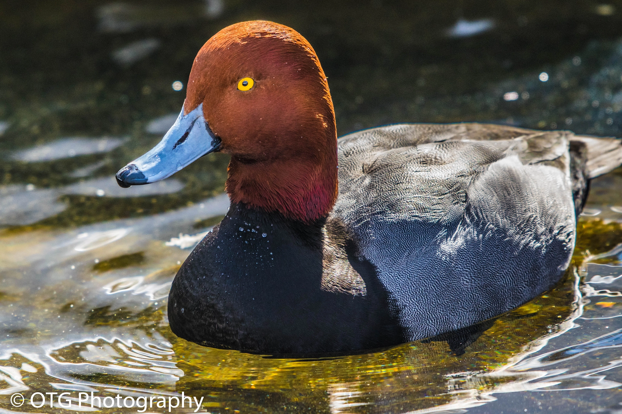 Nikon AF-S Nikkor 200-500mm F5.6E ED VR sample photo. Out of the shadows photography