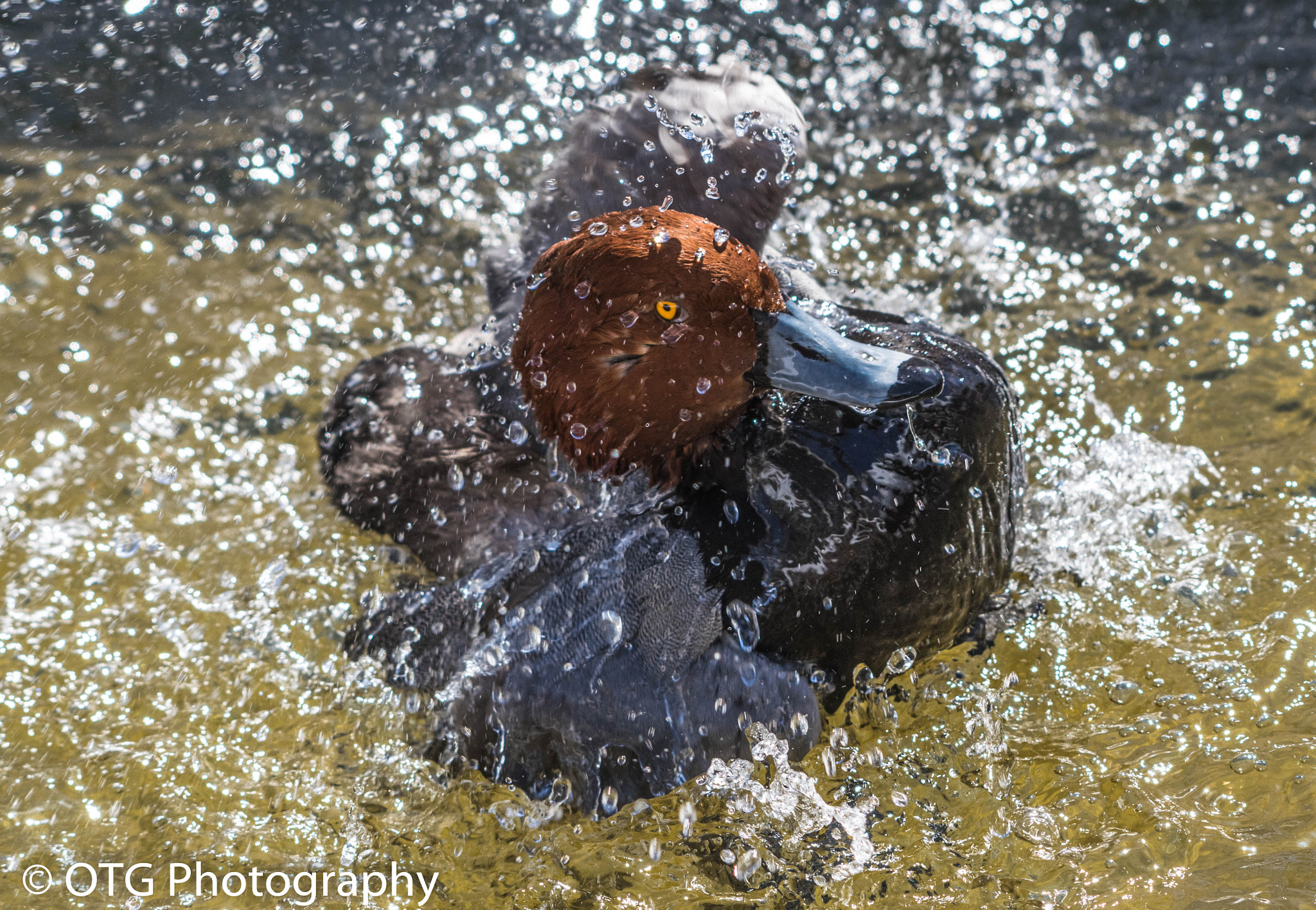 Nikon AF-S Nikkor 200-500mm F5.6E ED VR sample photo. Redhead drake bath photography