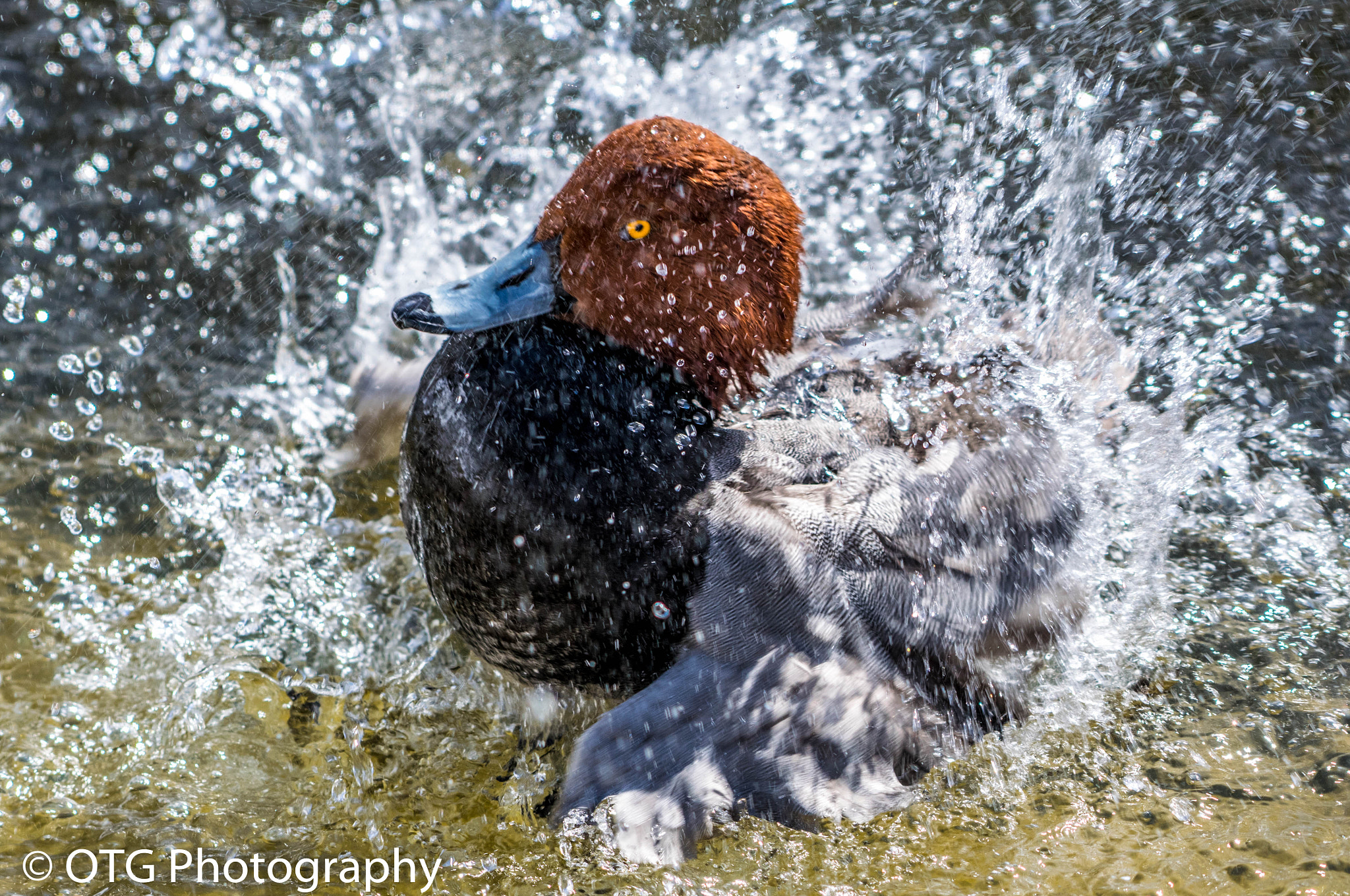 Nikon AF-S Nikkor 200-500mm F5.6E ED VR sample photo. Redhead bathtime photography