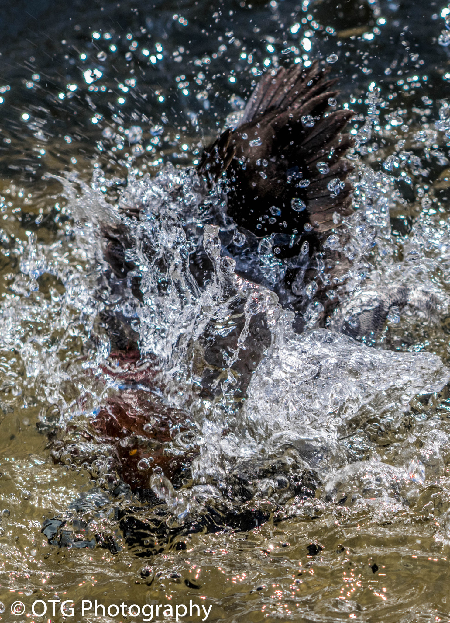 Nikon AF-S Nikkor 200-500mm F5.6E ED VR sample photo. Prepare to dive photography